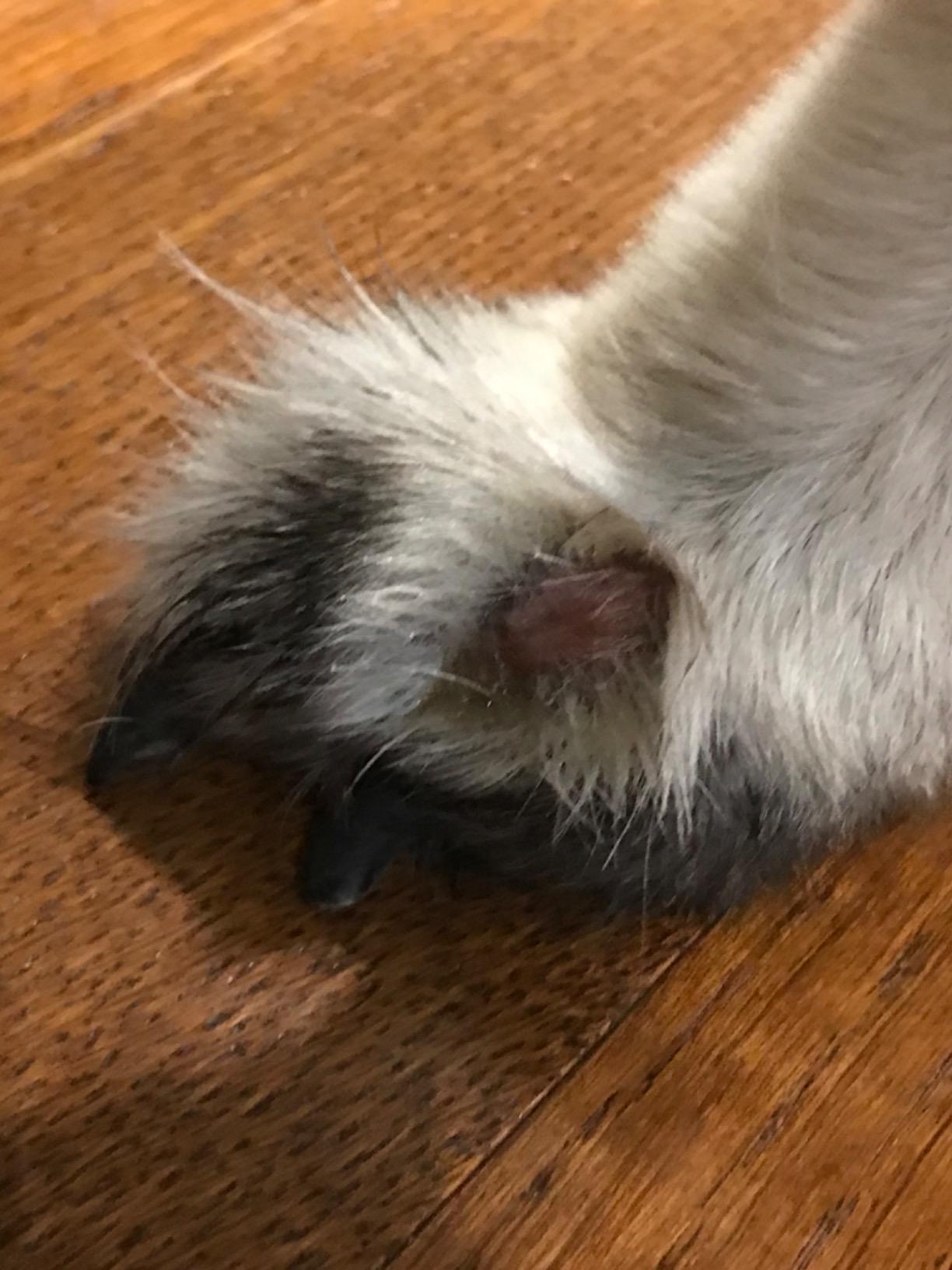 Farnam TRI-Care Triple Action Wound Treatment, for Dogs and Horses customer photo 1