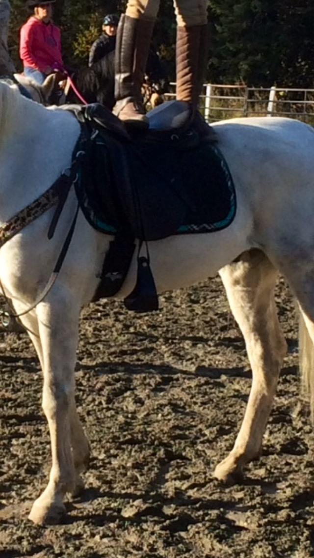 Professional's Choice SMX English Girth for Horses customer photo 1