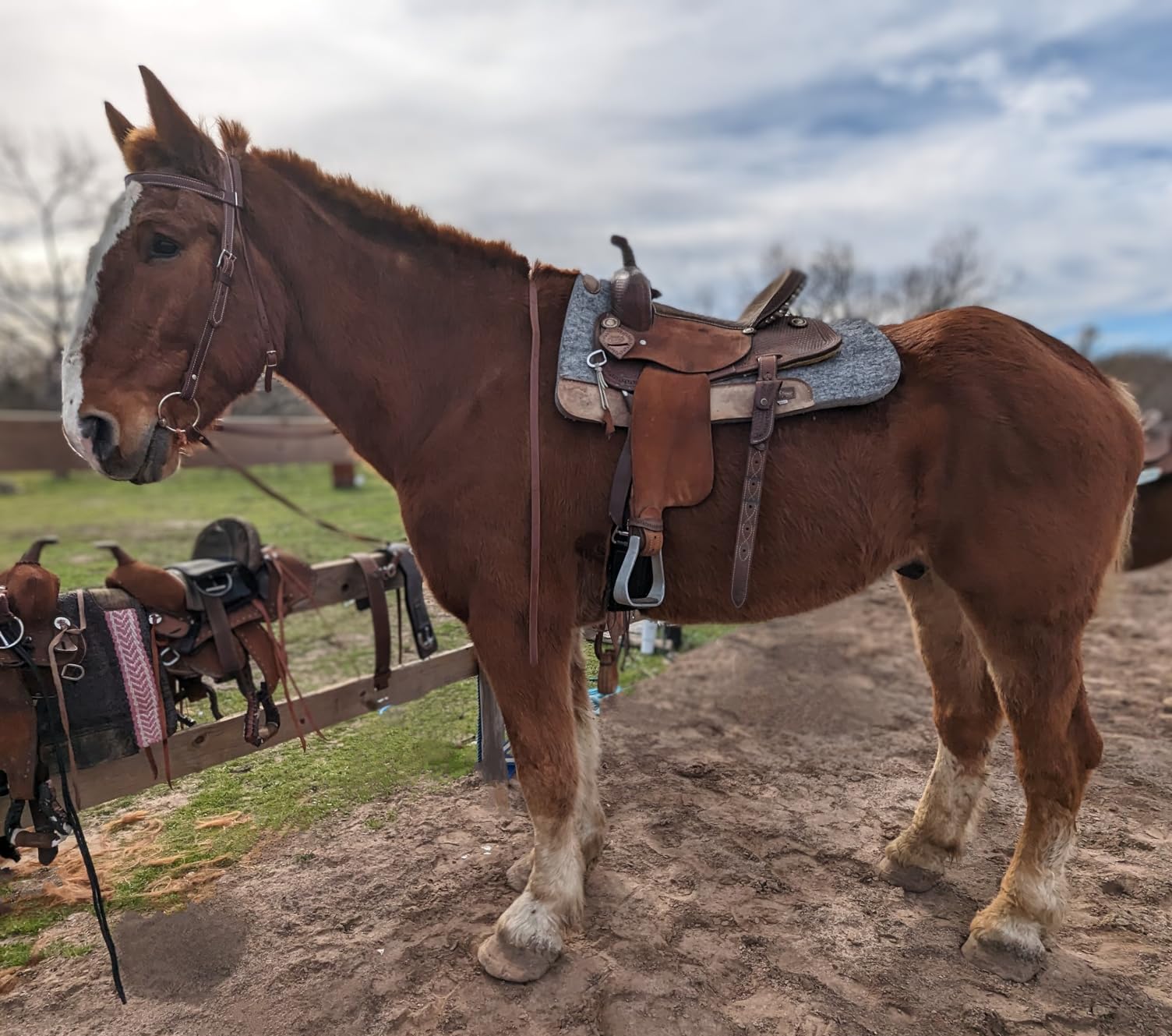 Weaver Leather Draft Horse Riding Bridle, Average customer photo 2