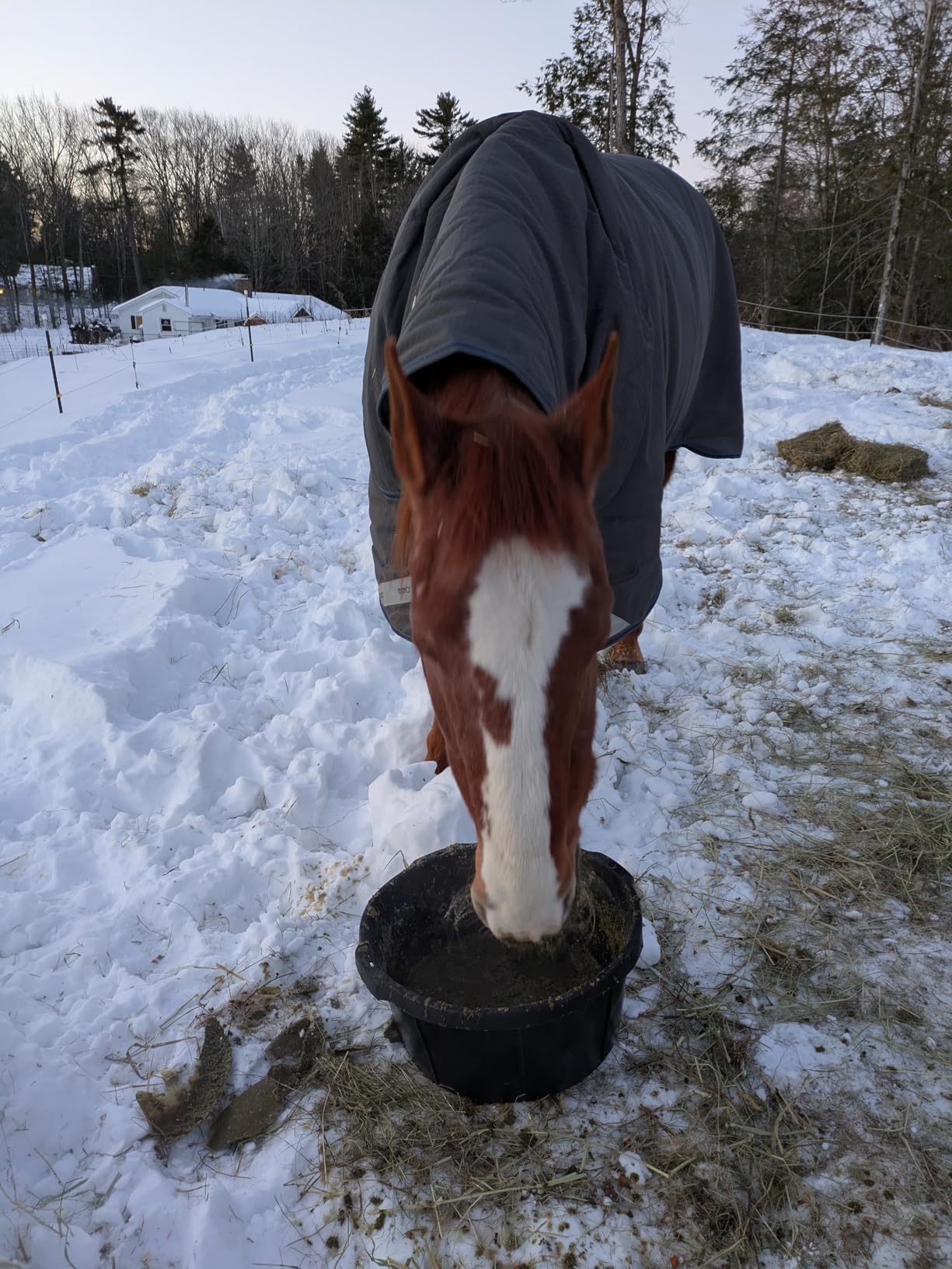 Little Giant Heavy Duty Rubber Tub | Durable Rubber Feed Pan | Indoor & Outdoor Use | Rubber Feed Bucket | 2 Quarts customer photo 1