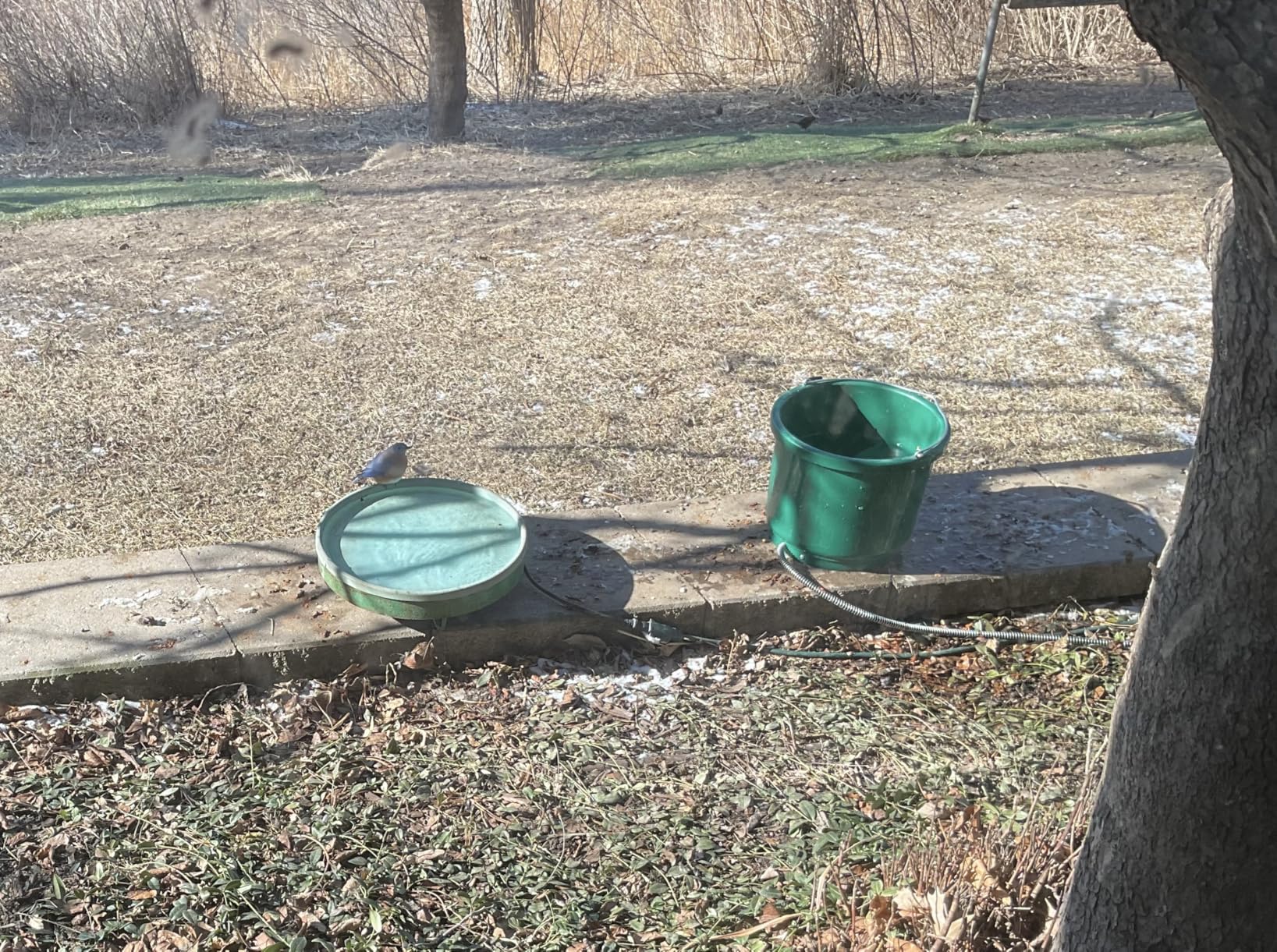Farm Innovators HB-60 9 Quart 2 Gallon 60 Watt Plastic Heated Bucket with Built in Thermostat, Green customer photo 1