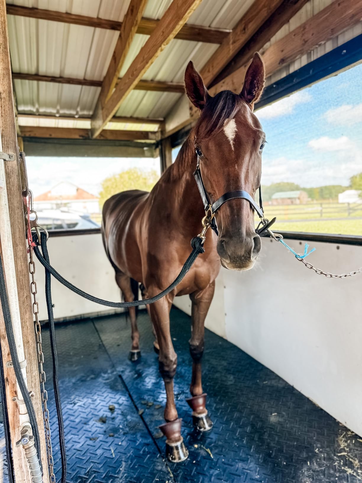 282987 Stable Halter with Snap Havanna Brown, Horse customer photo 1