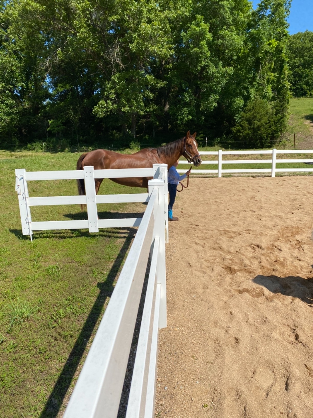 282987 Stable Halter with Snap Havanna Brown, Horse customer photo 2