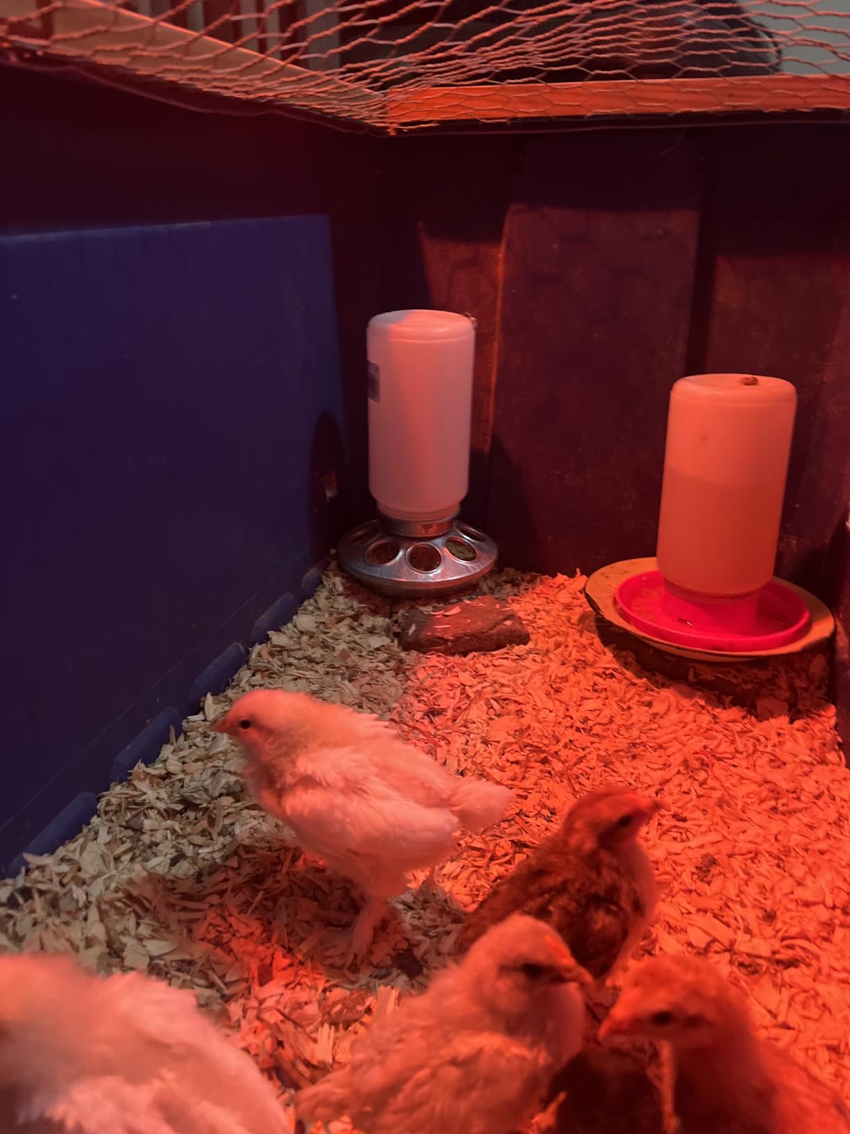 Baby Chick Feeder Base - Little Giant - Metal Feeder Base Jar, Standard 1 Quart (Item No. 9810) customer photo 1