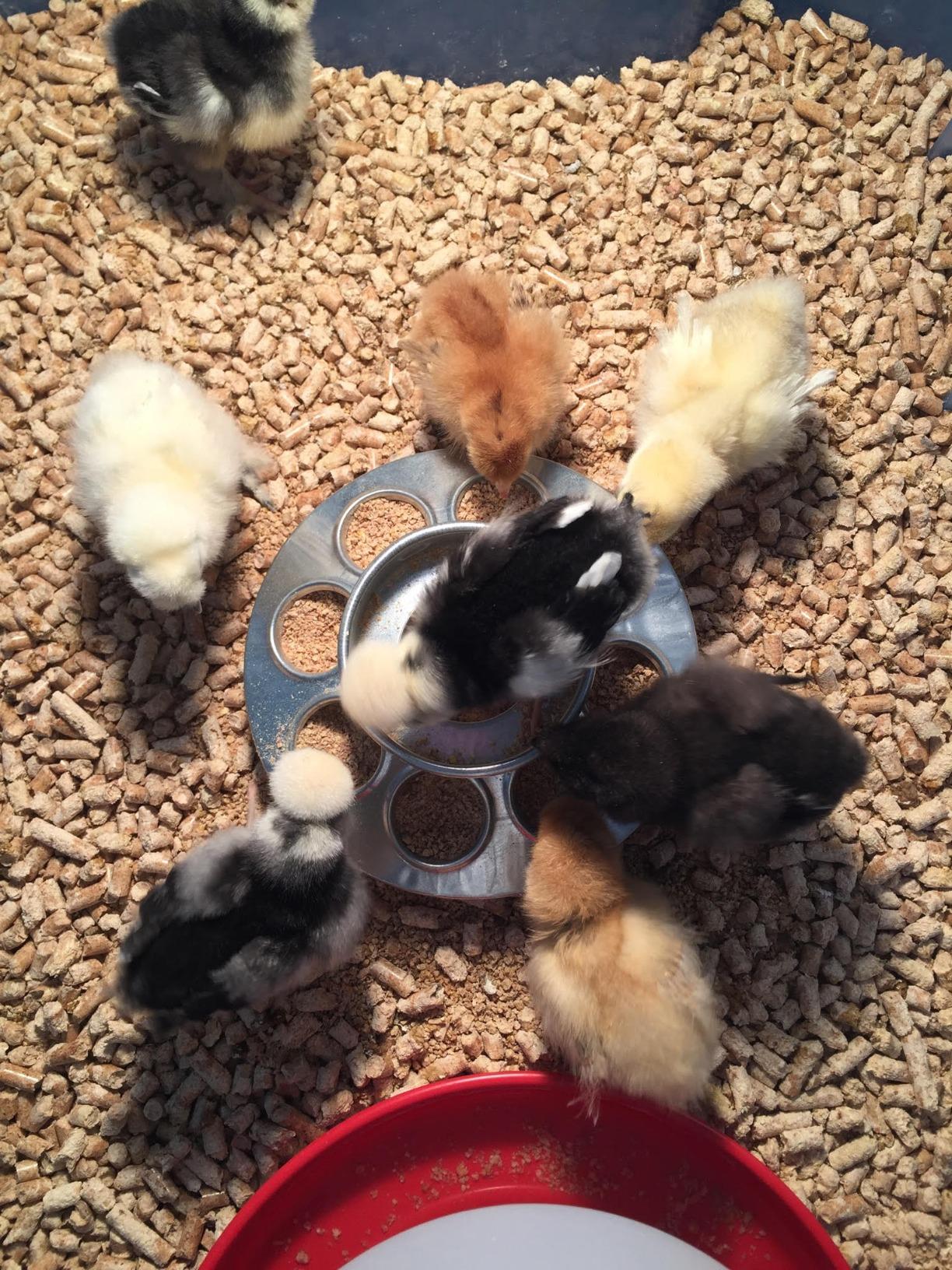 Baby Chick Feeder Base - Little Giant - Metal Feeder Base Jar, Standard 1 Quart (Item No. 9810) customer photo 2