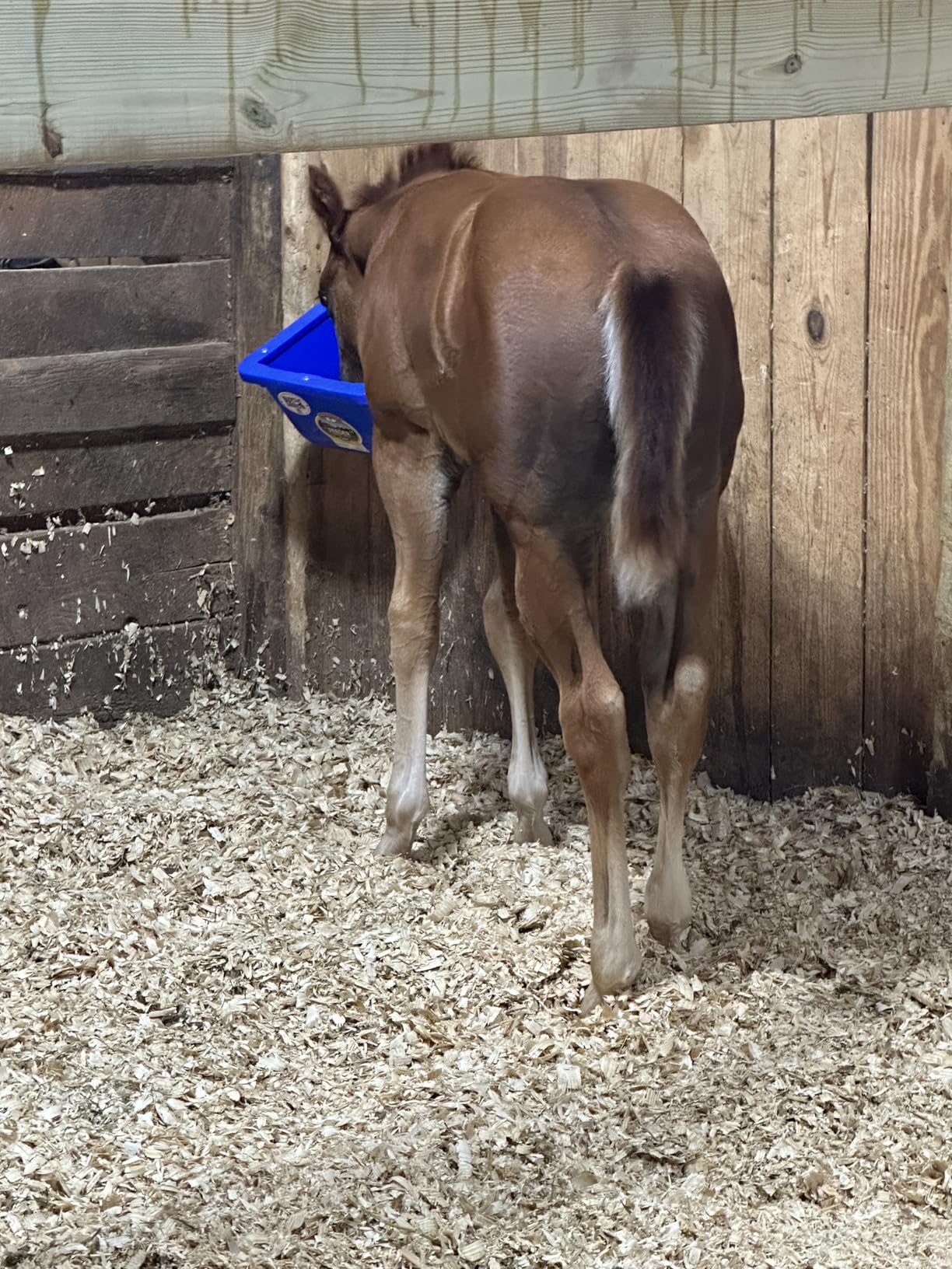 Little Giant Foal Feeder | Foal and Small Animal Creep Feeder | Adjustable Steel Bars | 9 Quart customer photo 1
