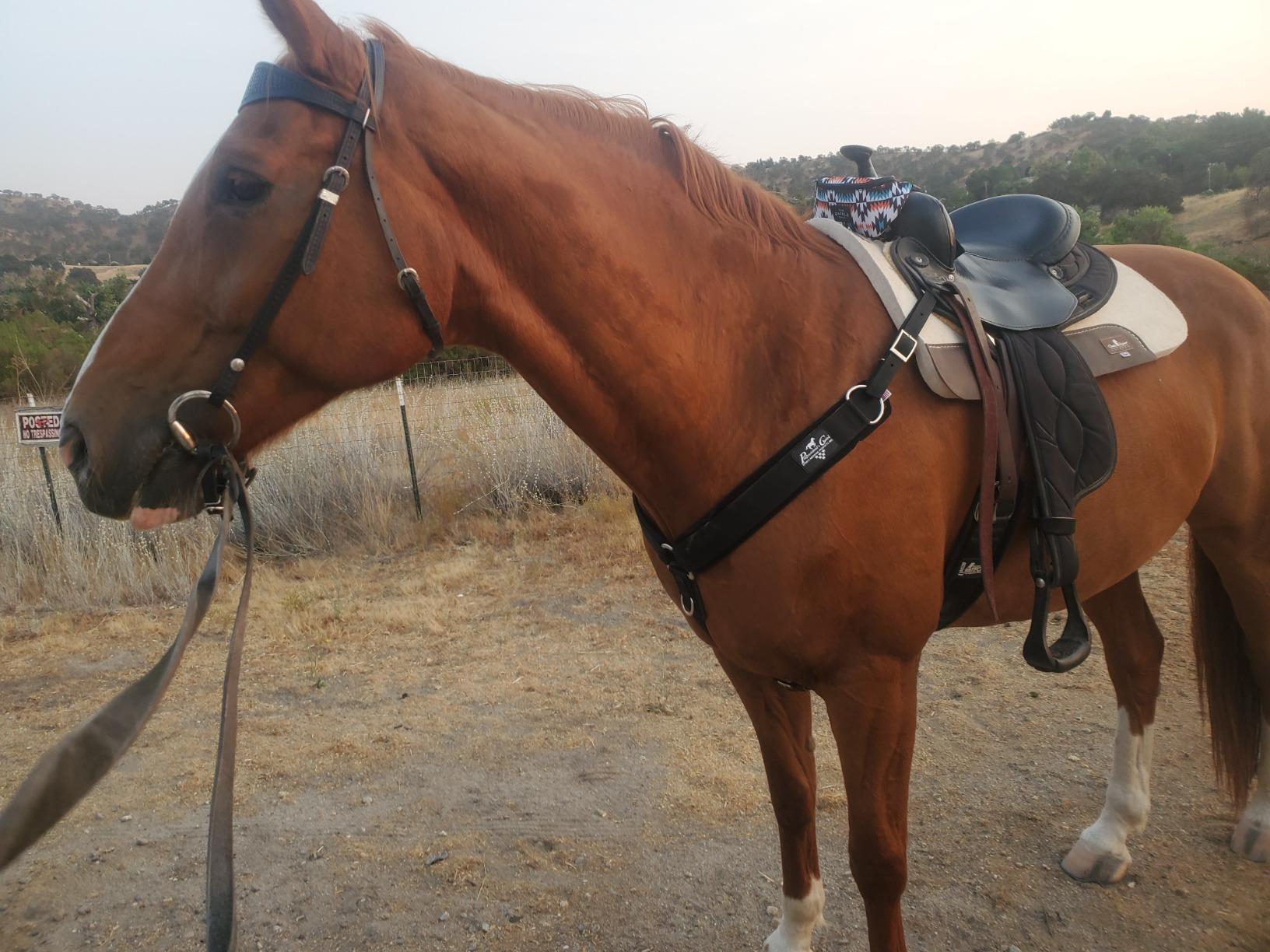 Professional's Choice SMX Neoprene Breast Collar for Horses | 4-Way Stretch with Stainless Steel D-Rings | Universal Size customer photo 1