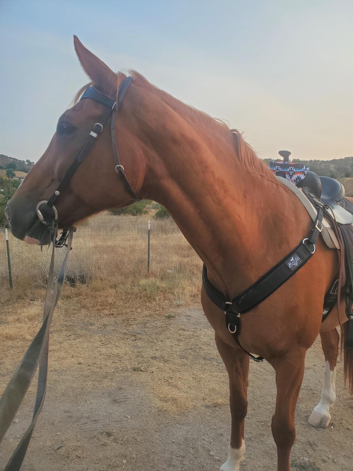 Professional's Choice SMX Neoprene Breast Collar for Horses | 4-Way Stretch with Stainless Steel D-Rings | Universal Size customer photo 2