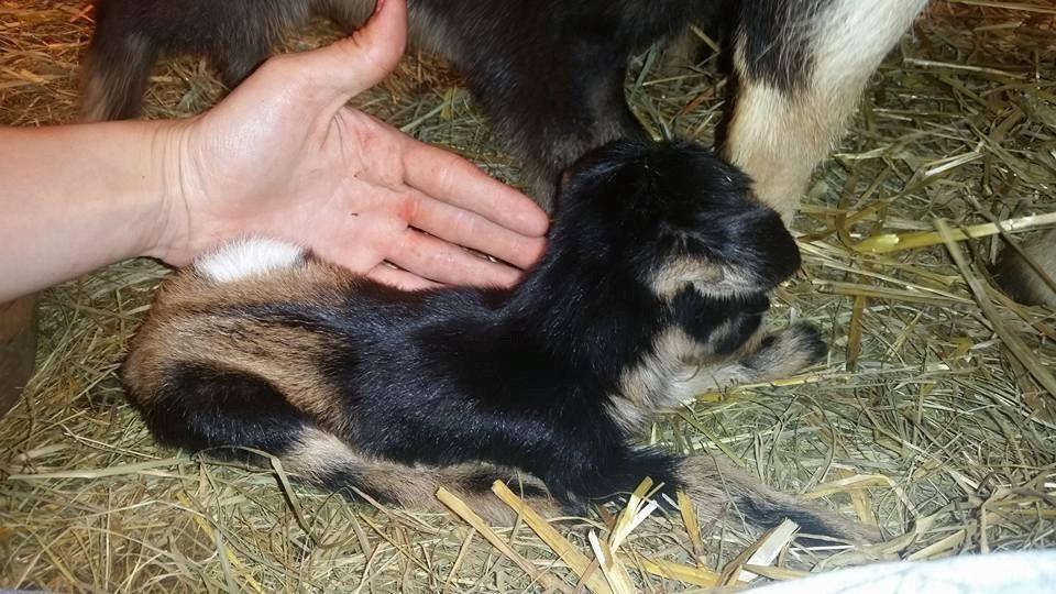 Durvet 001-0319 Sheep & Goat Selenium Vitamin E Gel, 80ml customer photo 2