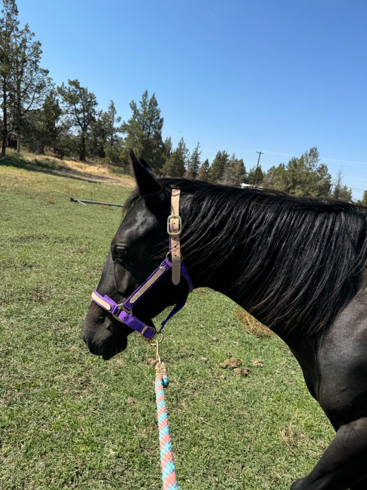 Tough1 Nylon Breakaway Halter customer photo 1