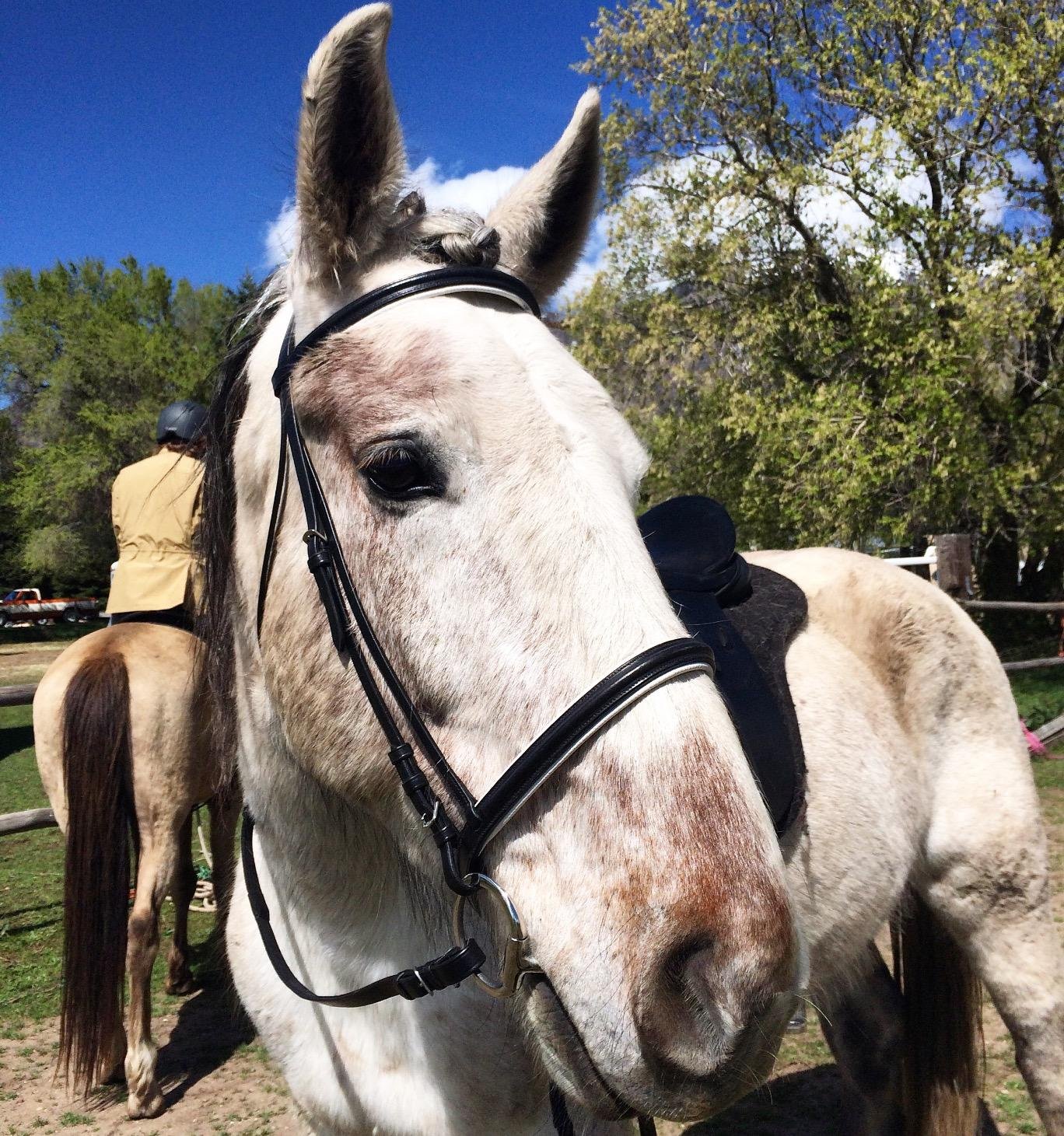 Henri de Rivel Pro Padded Dressage Bridle with Web Reins customer photo 1