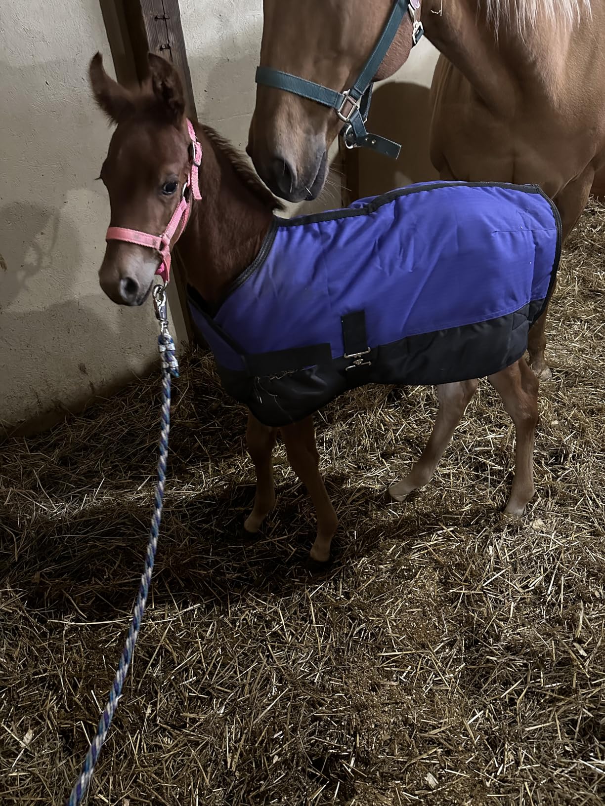 Tough 1 600D Waterproof Poly Adjustable Foal Blanket customer photo 2