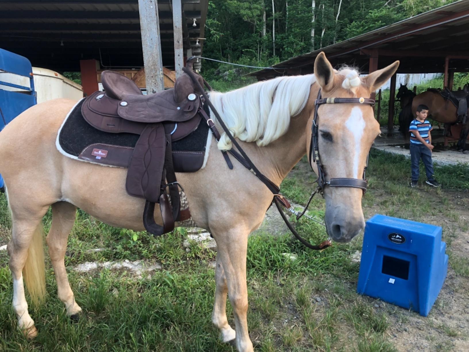 King Series Eclipse by Tough1 Round Skirt Competition Saddle customer photo 1