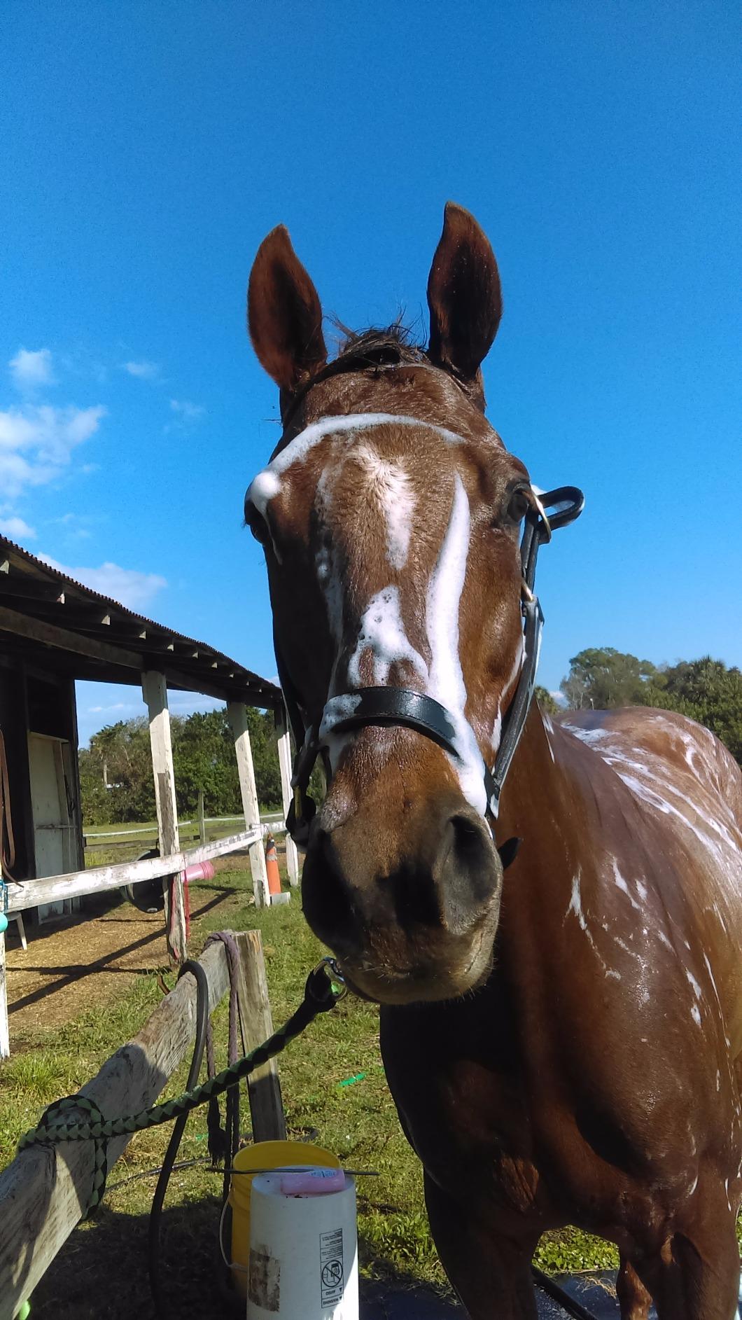 Royal King Leather Stable Halter customer photo 1