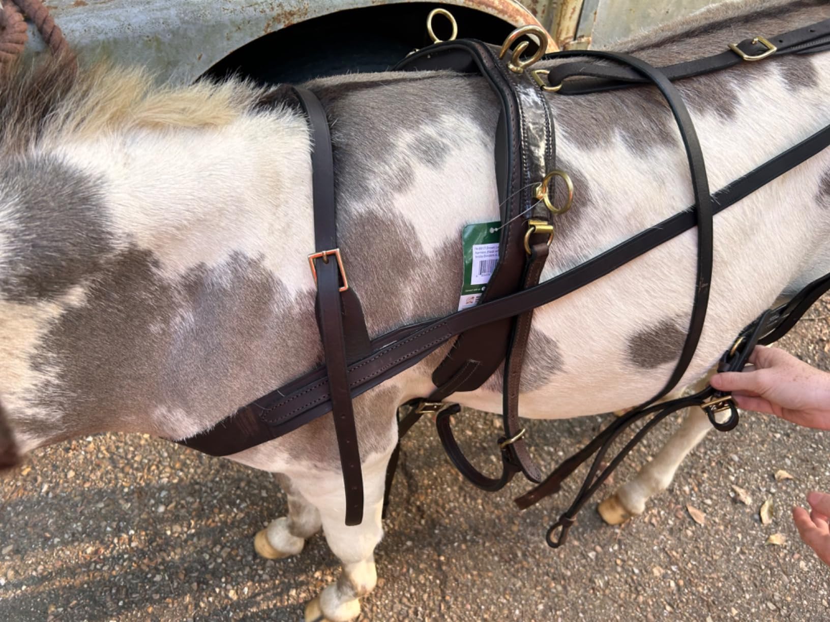 Tough 1 Miniature Driving Harness customer photo 2