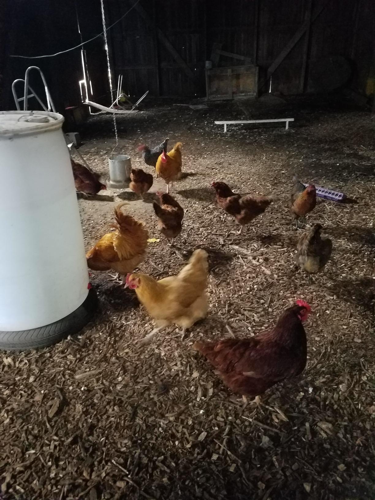 K&H Stock Tank Deicer, Pond Heater, 750W, Safety Listed, Red | Floating or Submersible Stock Tank Heater; Pond & Water Trough Deicer for Horses, Cattle & Livestock; Cage & Cord Clip customer photo 1