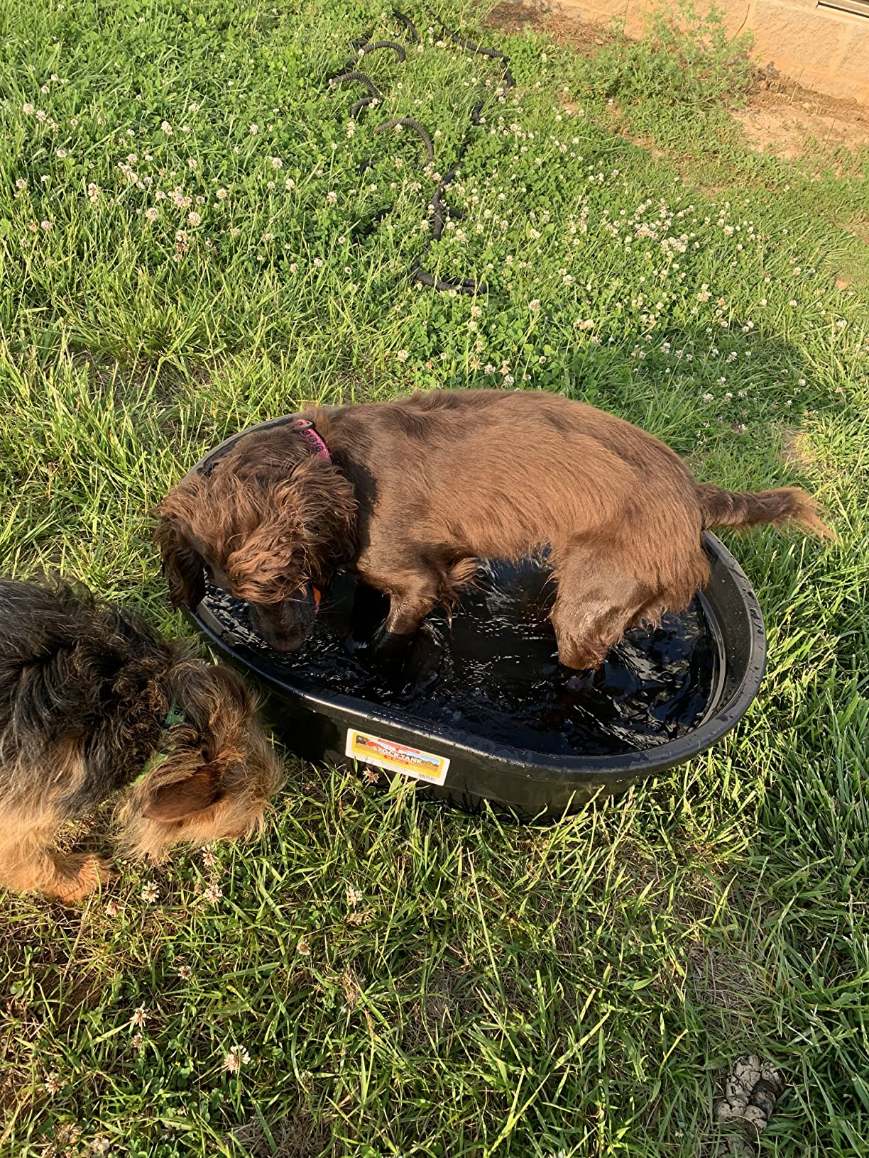 Little Giant Poly Oval Stock Tank | Water Trough | Plastic Pond Tub | Heavy Duty Feeding & Watering Trough for Livestock | 100 Gallons customer photo 2