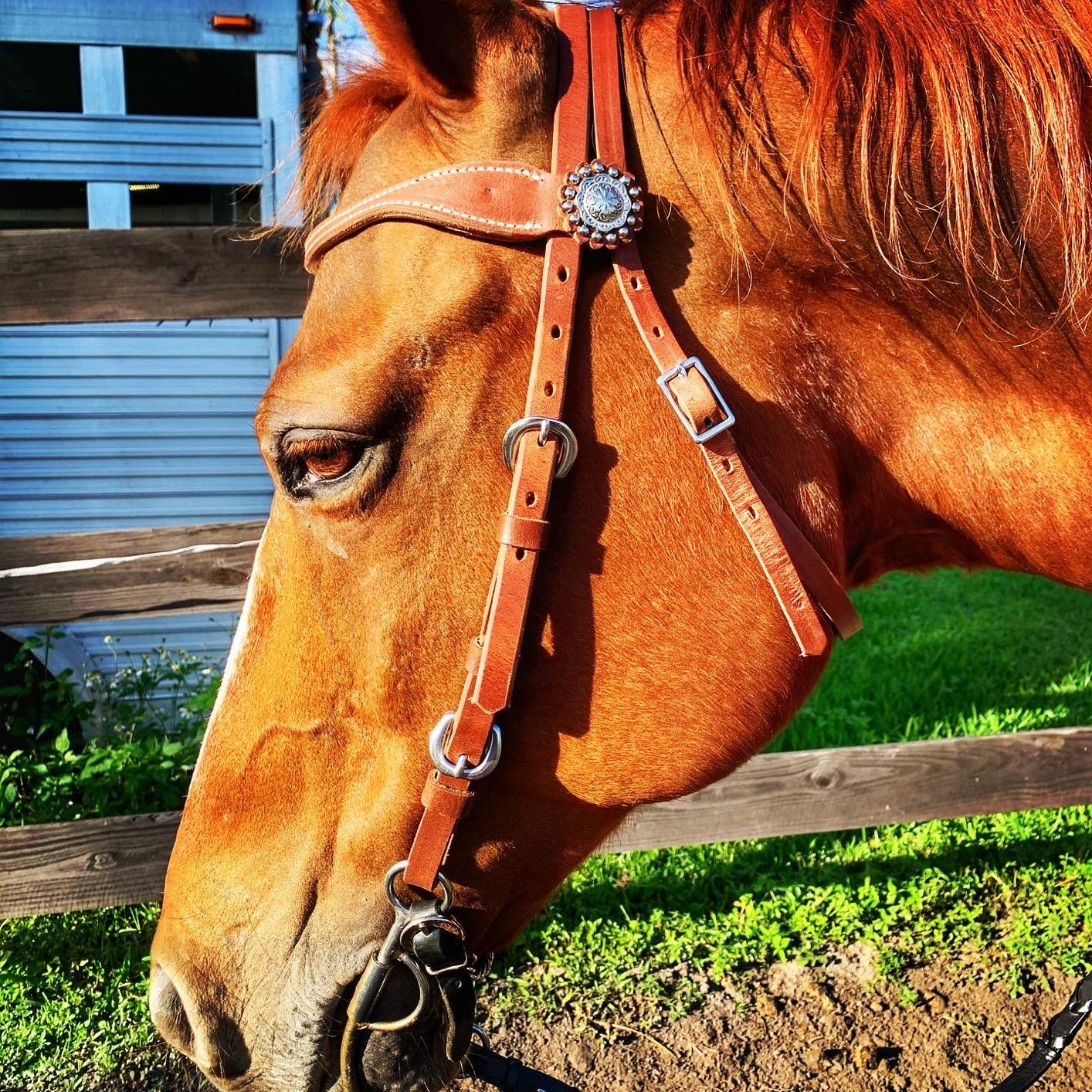 Weaver Leather Stacy Protack Browband Headstall, Brown customer photo 2