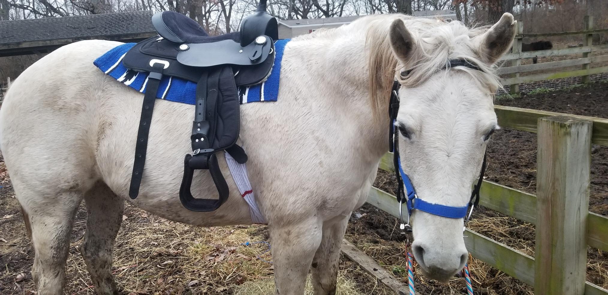 King Basic Synthetic Trail Saddle Package customer photo 1
