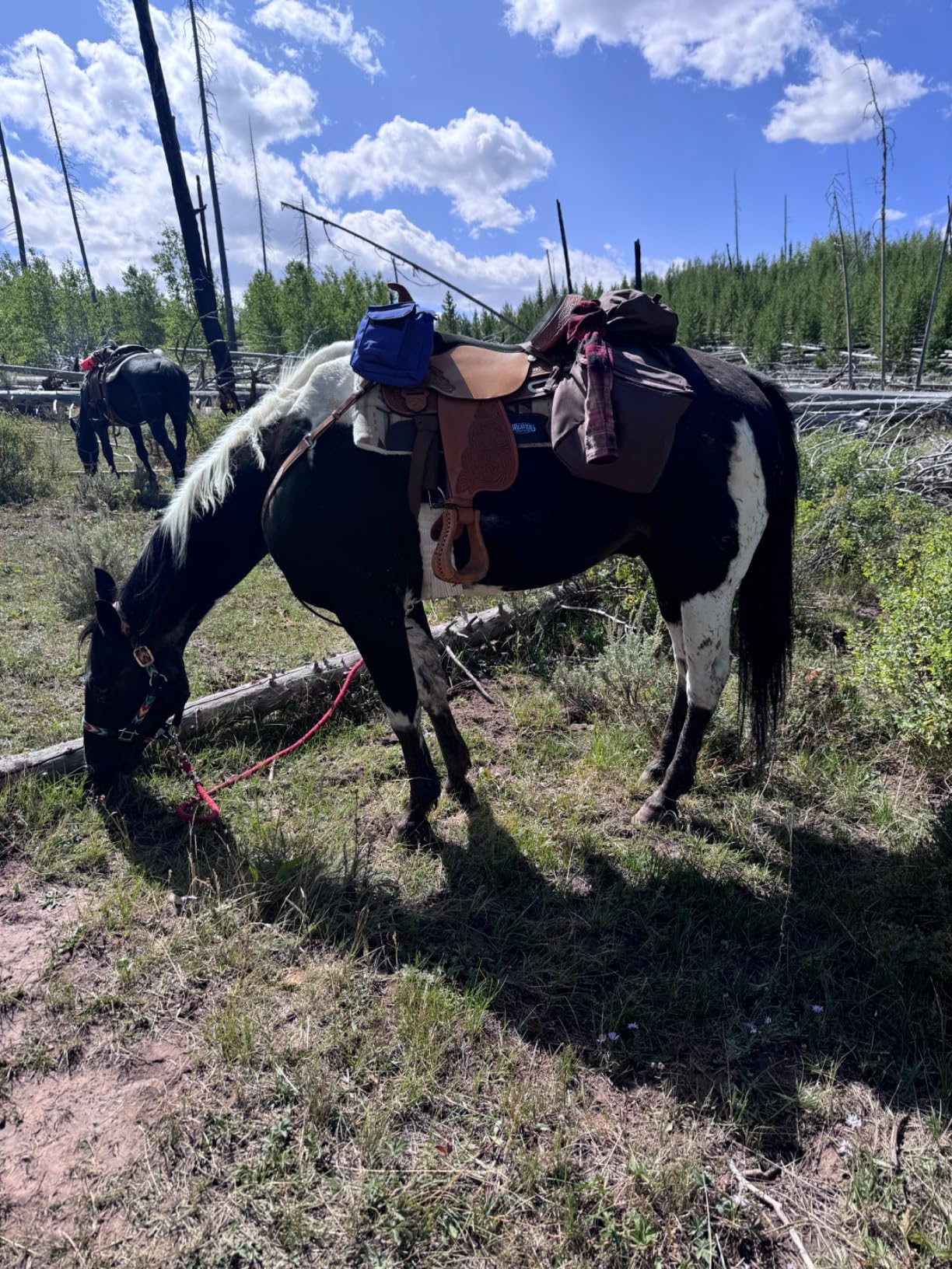 Tough 1 Nylon Horn Bag customer photo 1