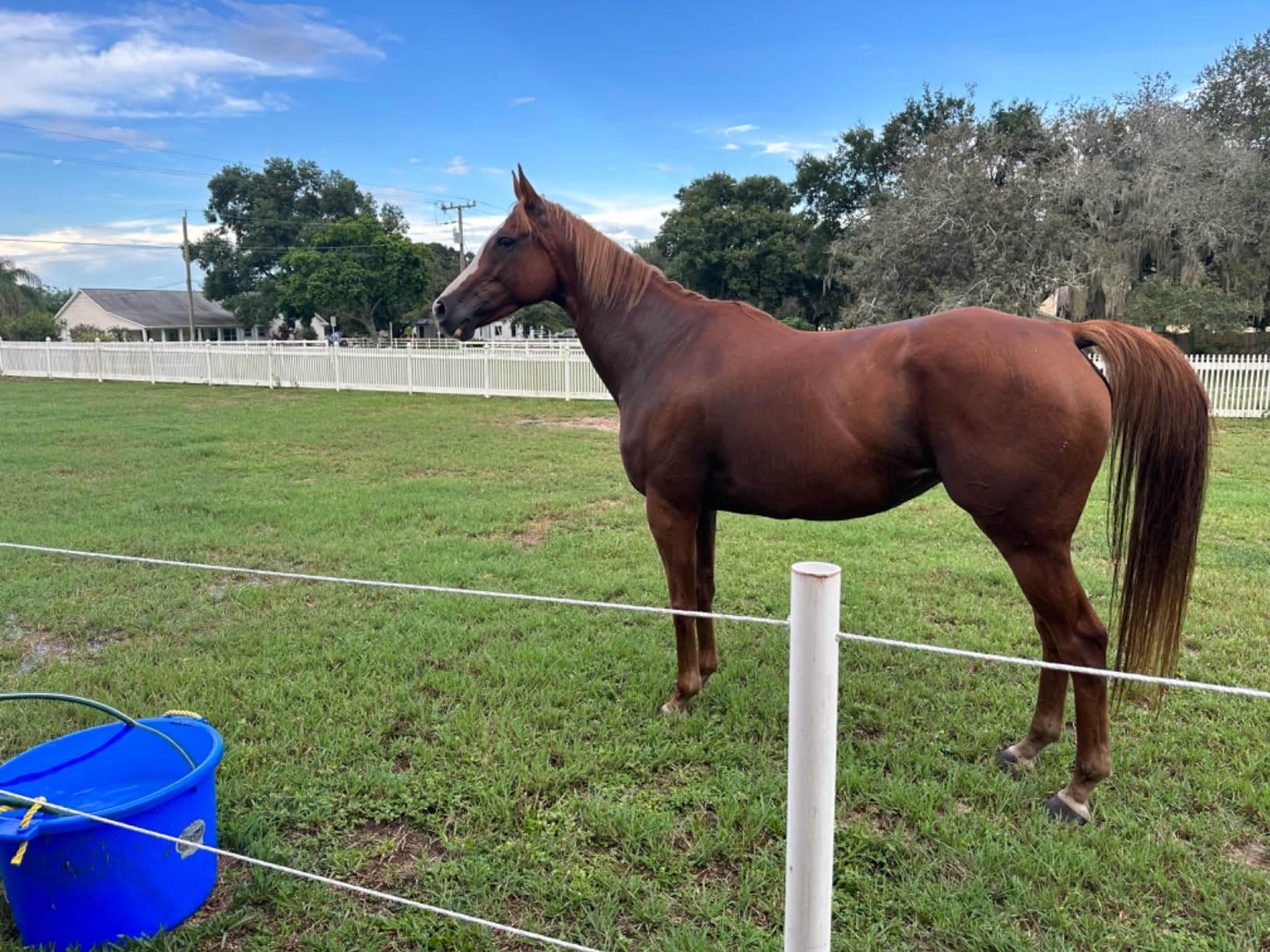 Farnam Apple Elite Horse Electrolytes Powder Supplement, Replaces Vital Minerals, Encourages Hydration, Sugar-Free, Contains Sodium, Potassium, Calcium & Magnesium, Apple Flavored, 5 lb customer photo 1