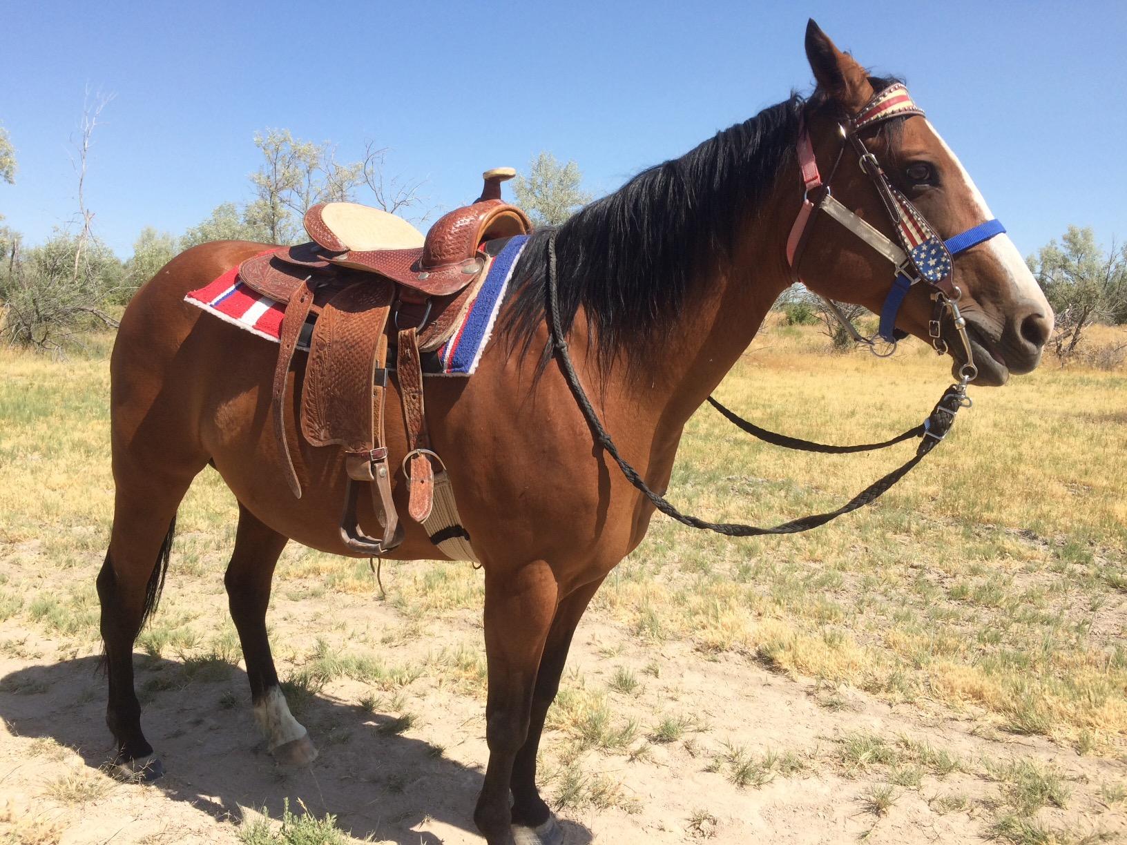 Weaver Equine Rayon 17 Strand Horse Cinch, Anti-Slip Saddle Cinch Girth with Flat Buckle, Western Horse Riding Supplies, Tan/Black customer photo 1