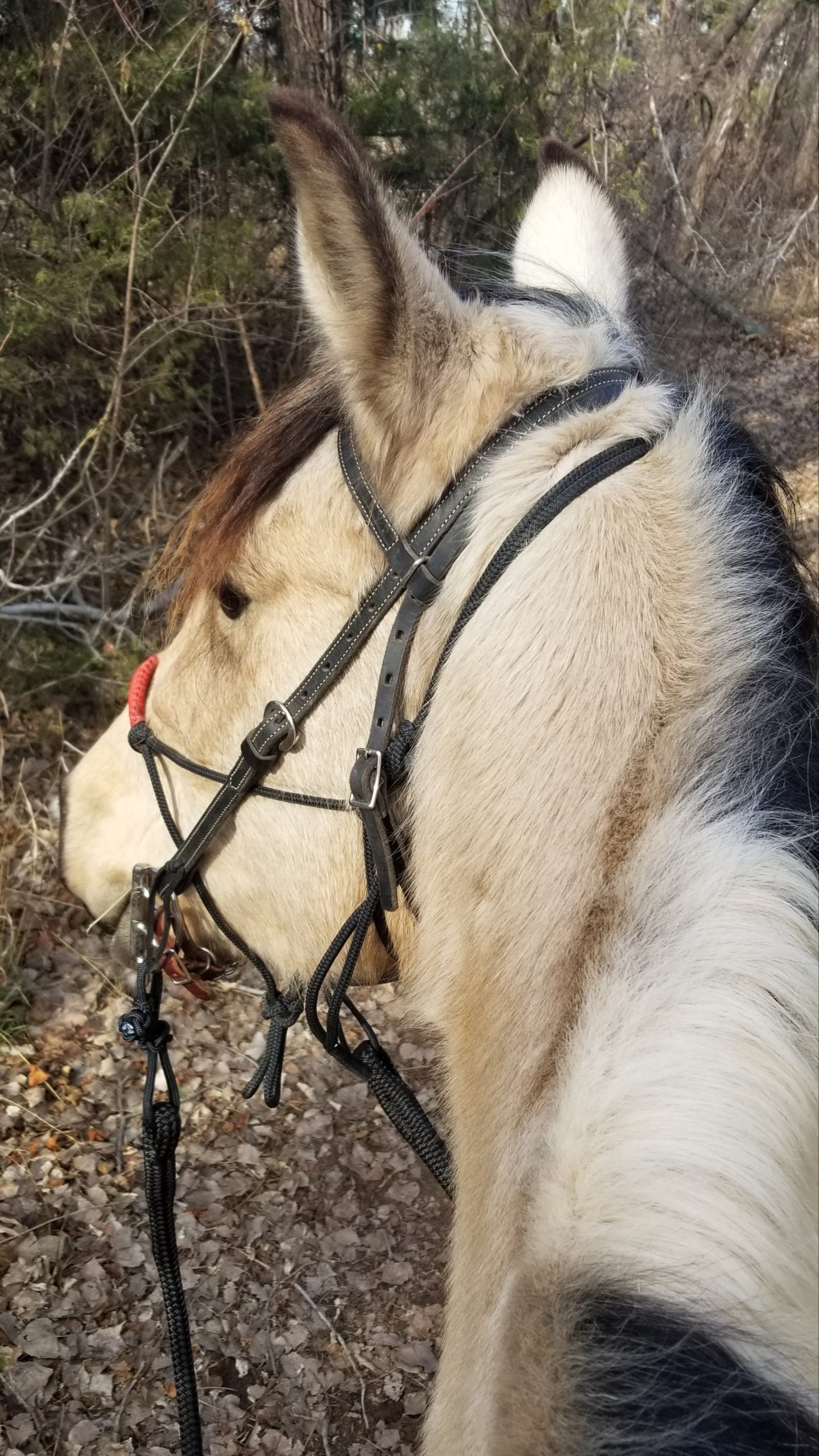 Weaver Leather Black Latigo Leather Headstall customer photo 1