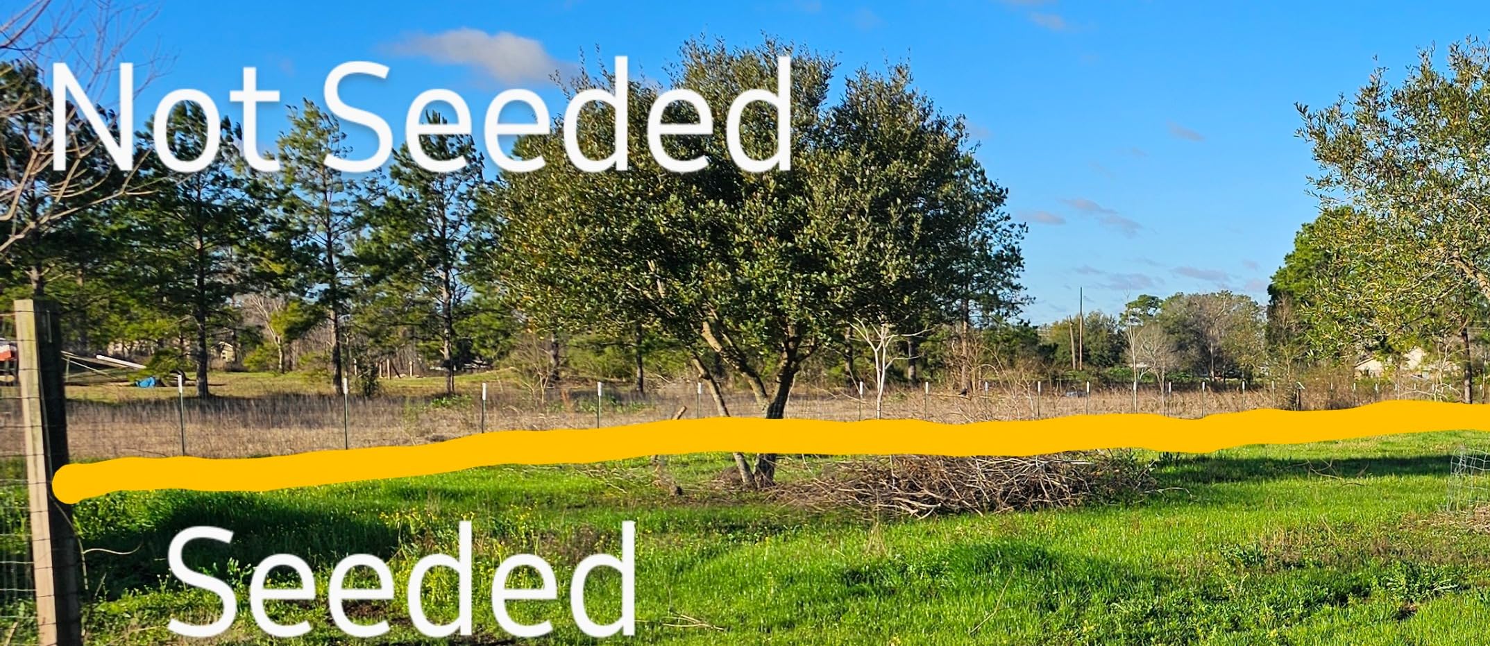 X-Seed Land Over-Seeder Pasture Forage Seed Mix, Endophyte Free for Healthier Livestock Grazing, Clover Food Plot Orchardgrass Perennial Planting Micro Boost Seed for Faster Growth, 25 lb Bag - Green customer photo 2