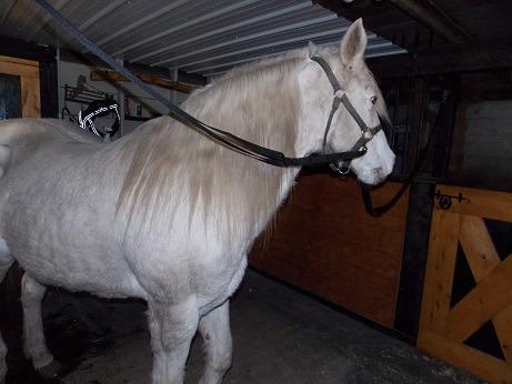 Intrepid International Tie Safe Heavy Duty Nylon Adjustable Cross Tie - Stall Accessories, Attach to Halter, Brass Panic Snap, for Stall and Horse Trailer customer photo 1