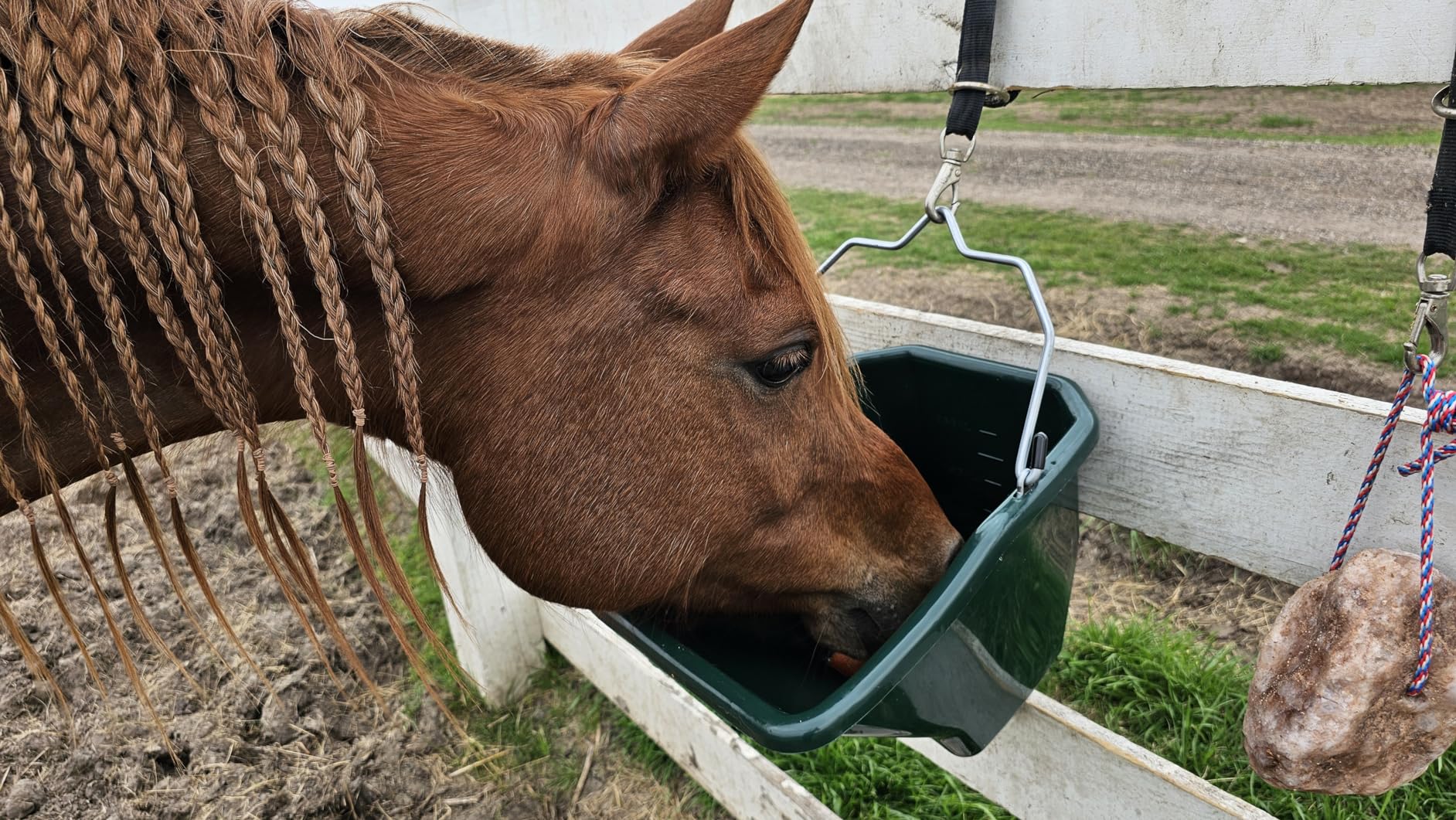Little Giant Plastic Better Bucket | Horse Feed Bucket | Ergonomically Designed | Flat Back Bucket | Made in USA | 20 Quarts | Blue customer photo 1