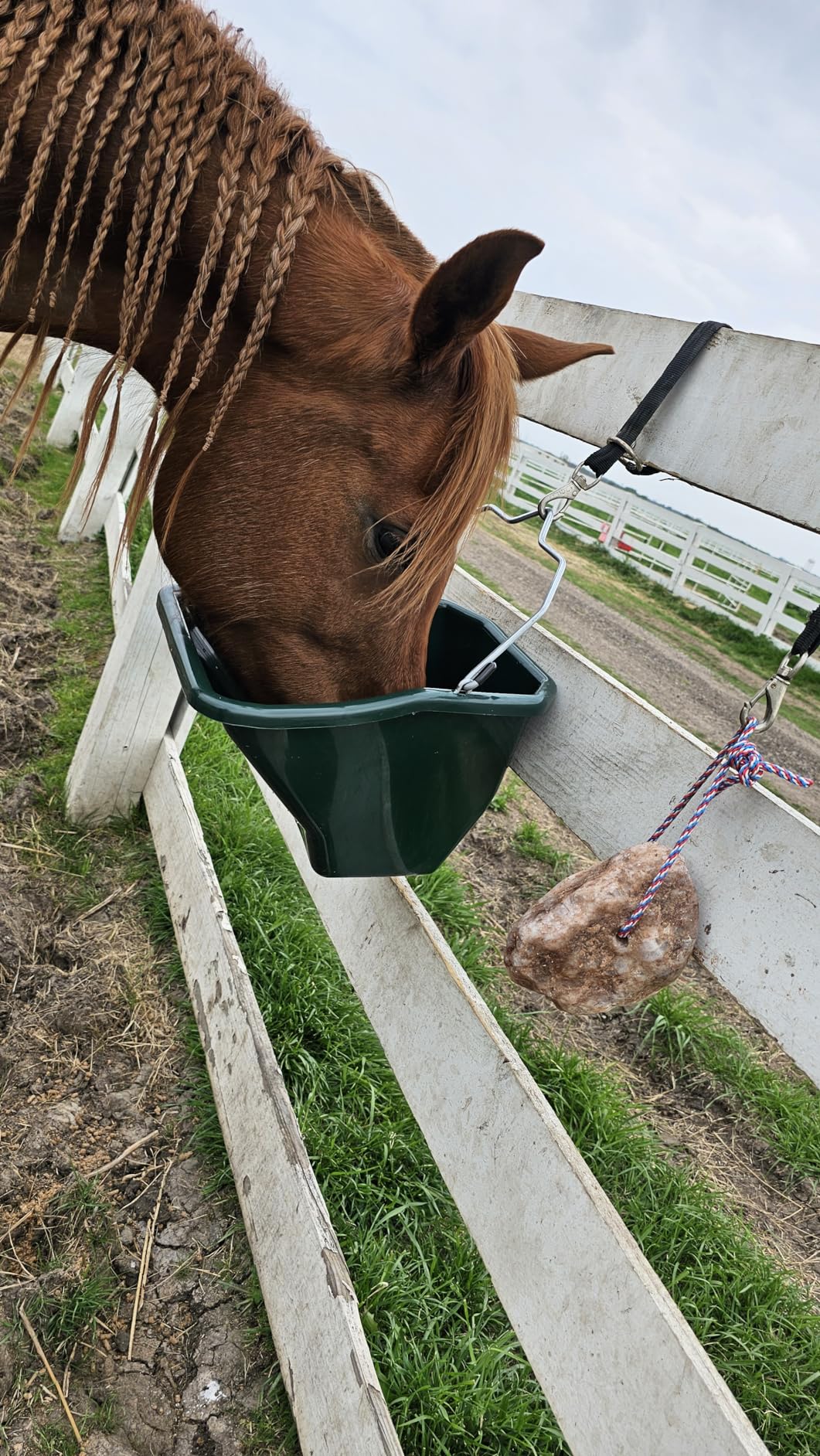 Little Giant Plastic Better Bucket | Horse Feed Bucket | Ergonomically Designed | Flat Back Bucket | Made in USA | 20 Quarts | Blue customer photo 2