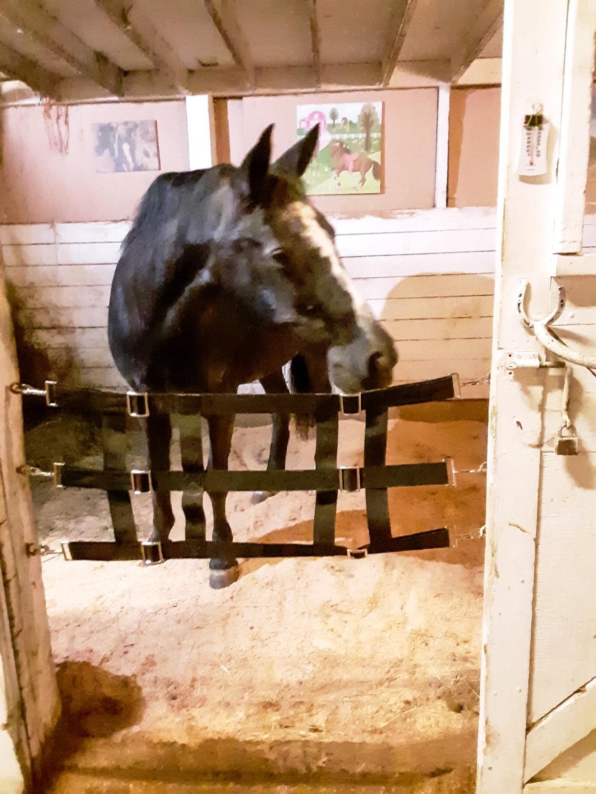 Weaver Equine Stall Guard, Poly customer photo 1