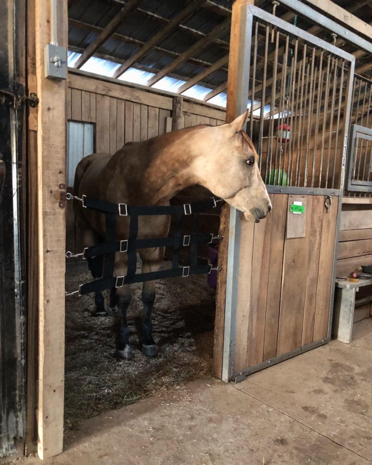 Weaver Equine Stall Guard, Poly customer photo 2