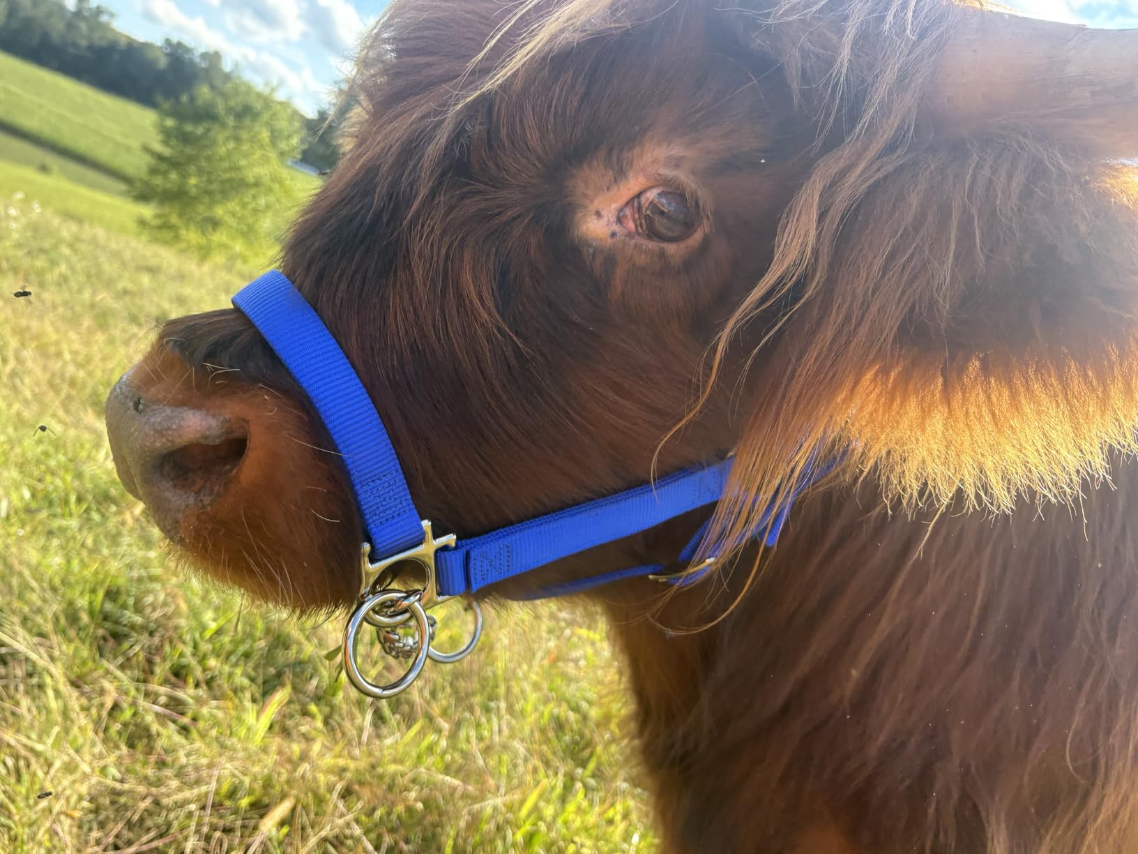 Weaver Livestock Heavy-Duty Restraint Nylon Cattle Halter, Adjustable, Modern Style Cow Calf Halter customer photo 1