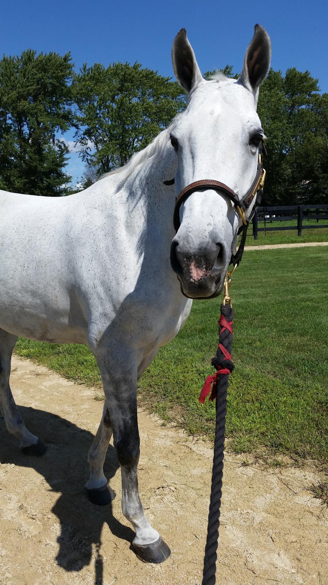 Shires Deluxe Haylage Net - Heavy-Duty Slow Feeder Hay Net for Horses & Ponies, Small-Hole Mesh to Reduce Waste, Durable Strong Netting for Stable & Field Use customer photo 2