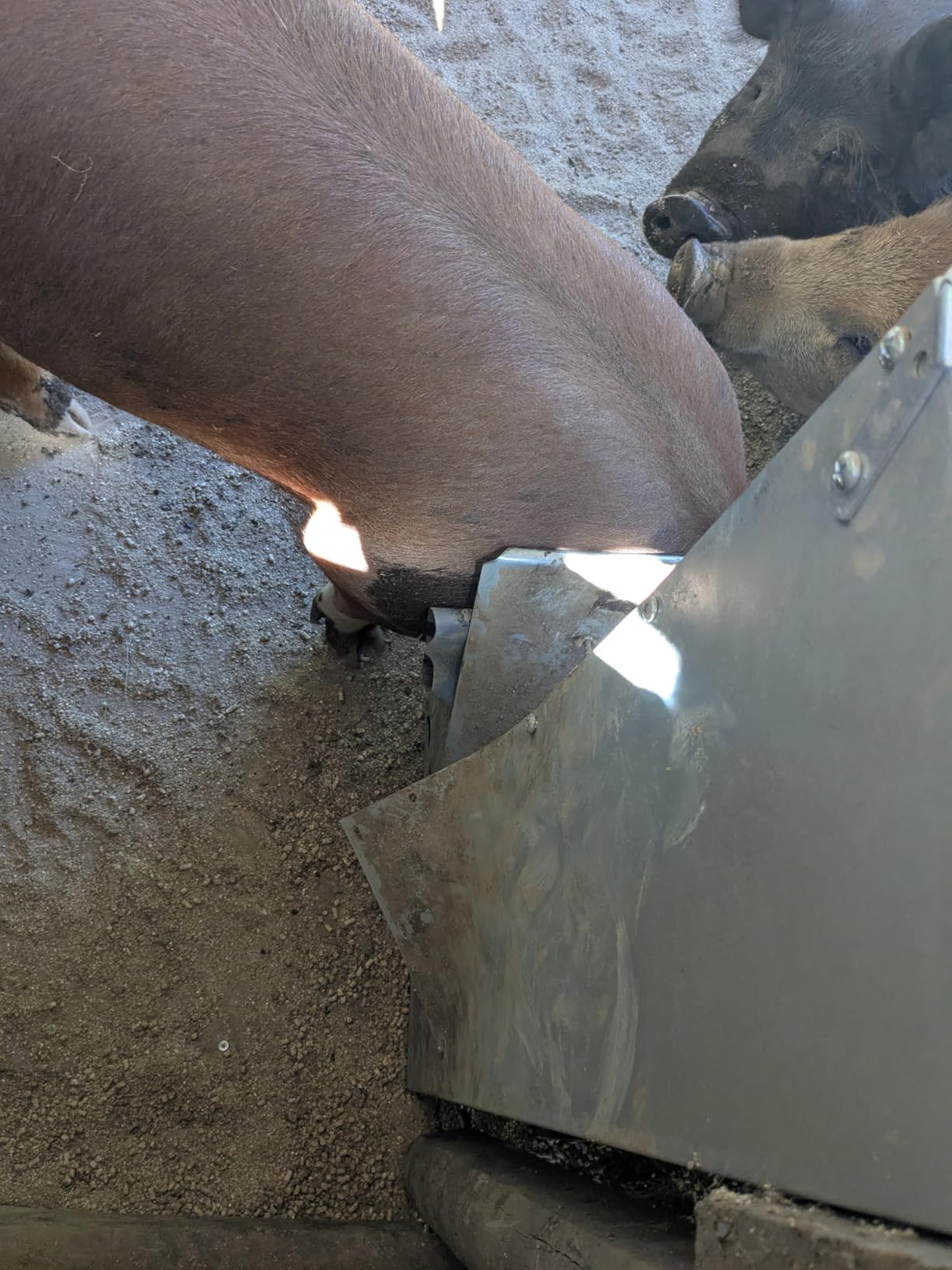 Brower 2 Door Heavy Duty Galvanized Steel Alloy Supplement Outdoor Hog Feeder with Free Acting Doors for 8 Full Grown Hogs and Pigs customer photo 2