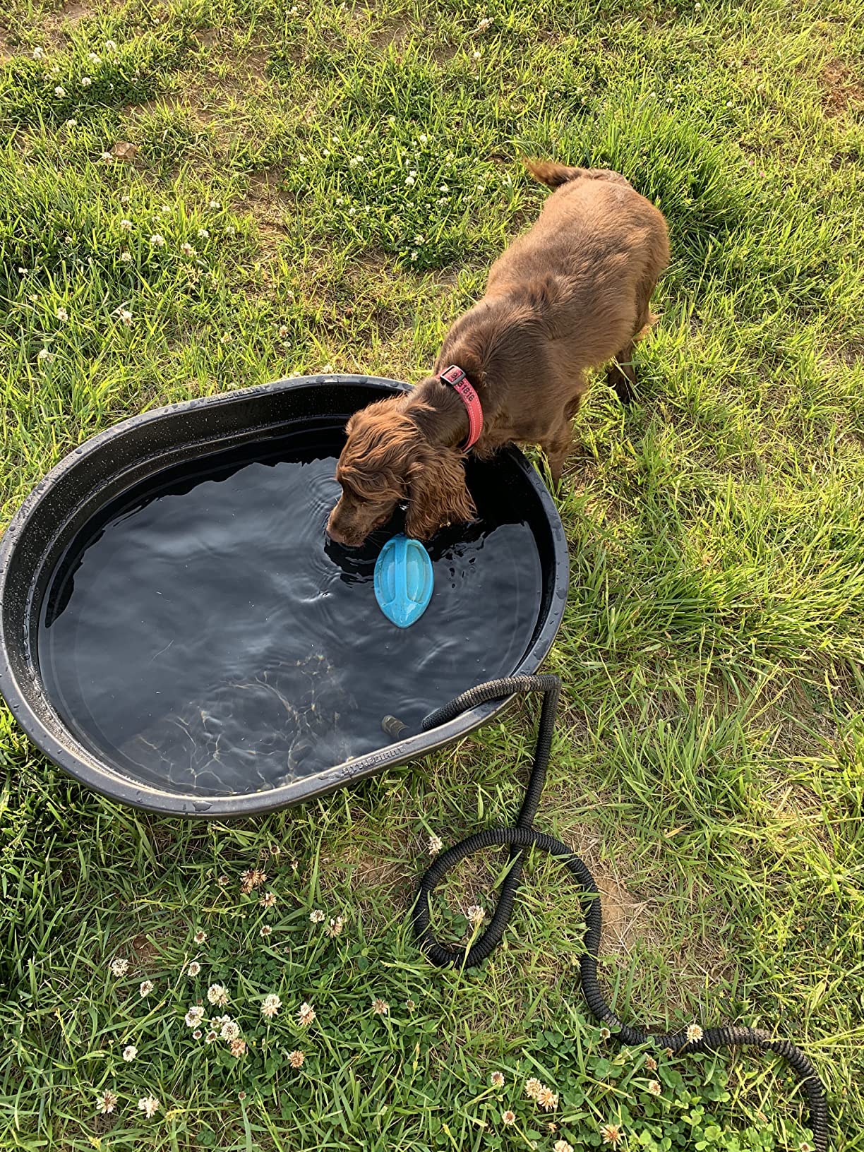 Little Giant Poly Oval Stock Tank | Water Trough | Heavy Duty Feeding & Watering Trough for Livestock | 75 Gallons customer photo 1