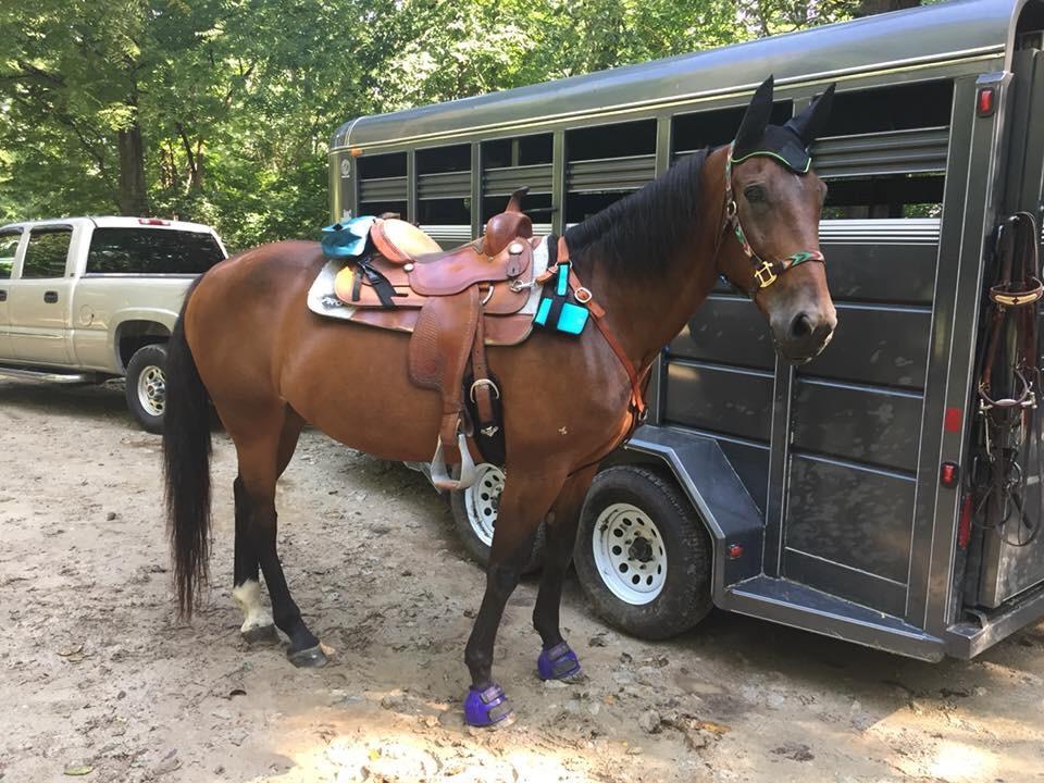 TrailMax 500 Series Insulated & Padded Cantle Horse Saddlebag for Trail Riding; Padded & Insulated Trail Bags for Horses; Insulated & Padded Cantle Bag for Western & Endurance Saddles customer photo 1