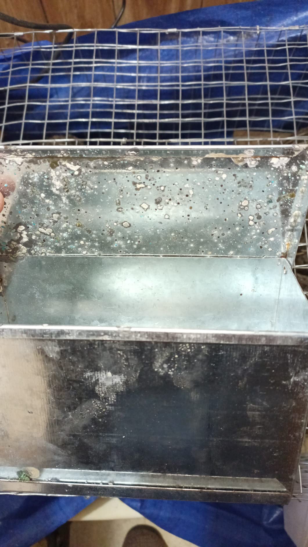 LITTLE GIANT Steel Small Animal Feeder with Lid - Pet Lodge - Small Animal Feed Box, Hold Several Days Worth of Feed, Great for Rabbits, Ferrets and Other Small Animals (7 Inch) customer photo 2