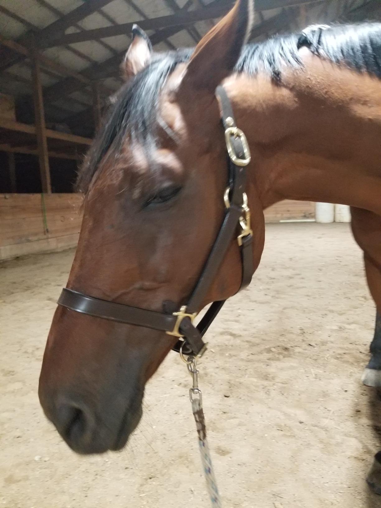 Henri de Rivel Advantage Leather Halter - Size:Horse Color:Havana customer photo 2