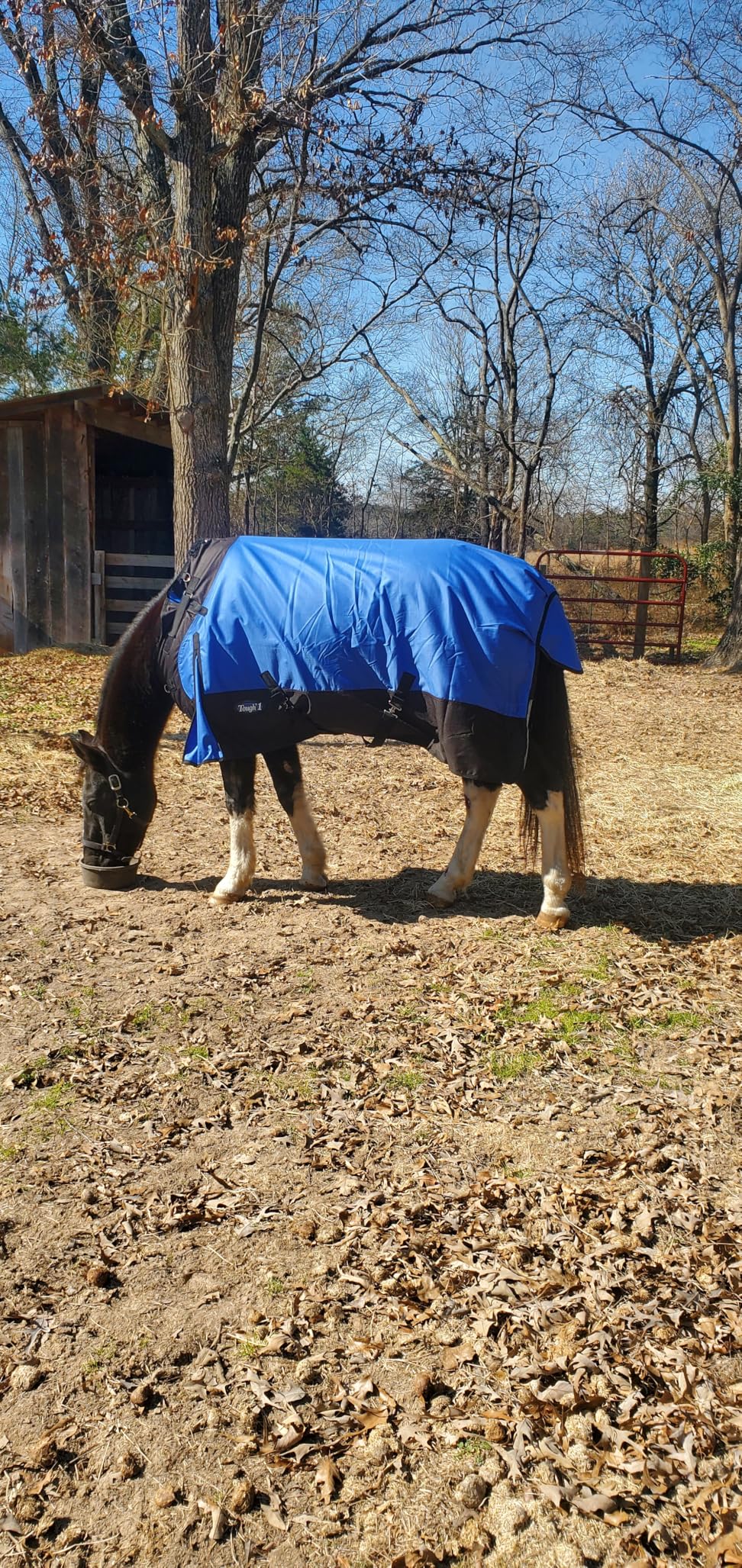 Tough-1 1200D Snuggit Turnout 200g, 75-Inch, Royal Blue customer photo 2