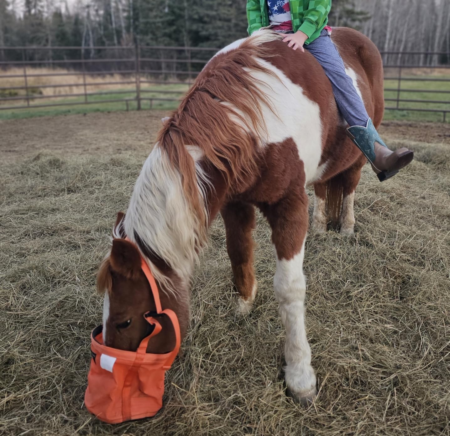 CASHEL Horse Feed Rite Bag (FRB) customer photo 2