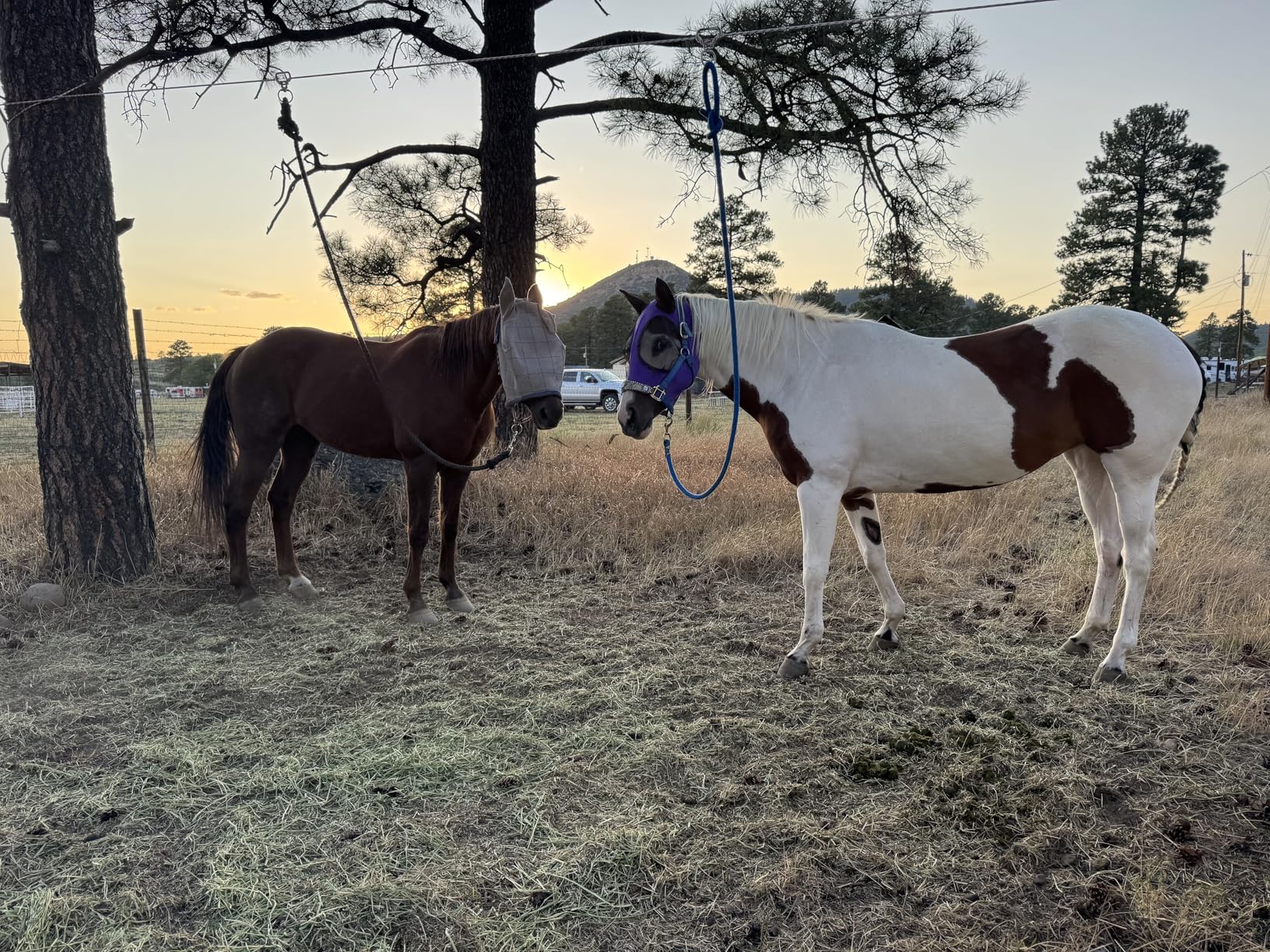 TrailMax 4-Horse Highline Kit, for Horse & Mule Packing, with 4 Stainless Steel in-Line Swivels, 2 Tree Saver Straps, 100 Ft of 3/8