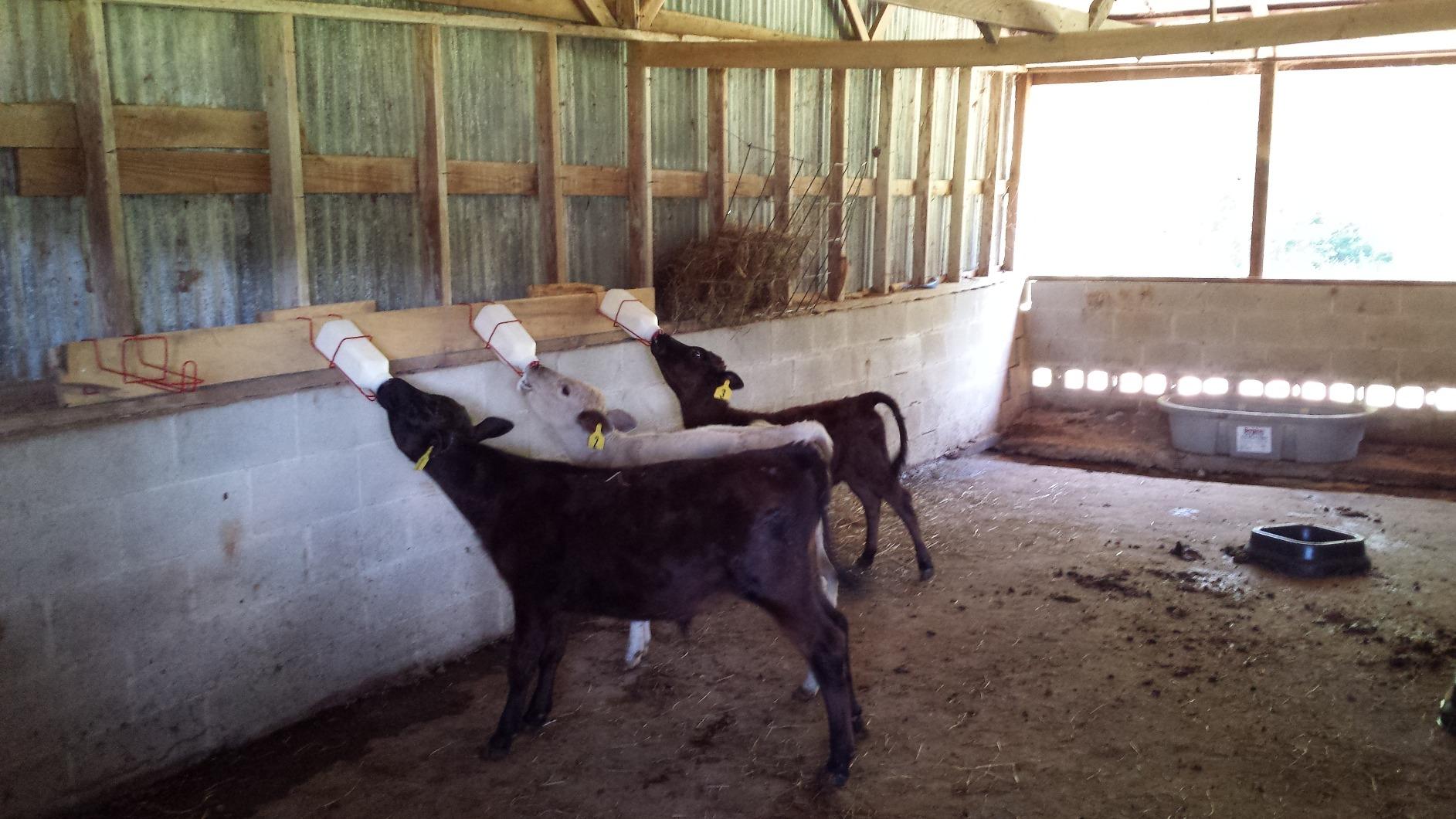 Little Giant Calf Bottle Holder (3 Quart, 1) customer photo 1