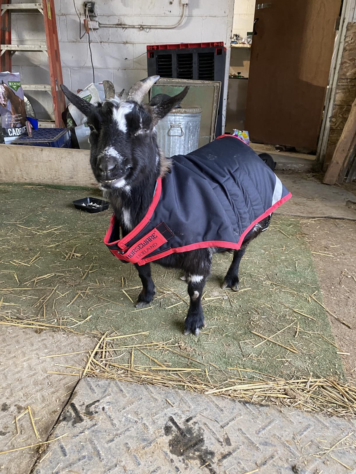 Horseware Goat Rug - Navy/Red, XL customer photo 1