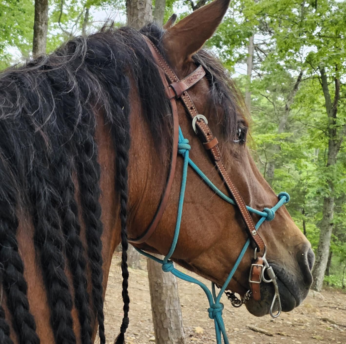Tough1 Knotted Rope Halter with Twisted Crown customer photo 2