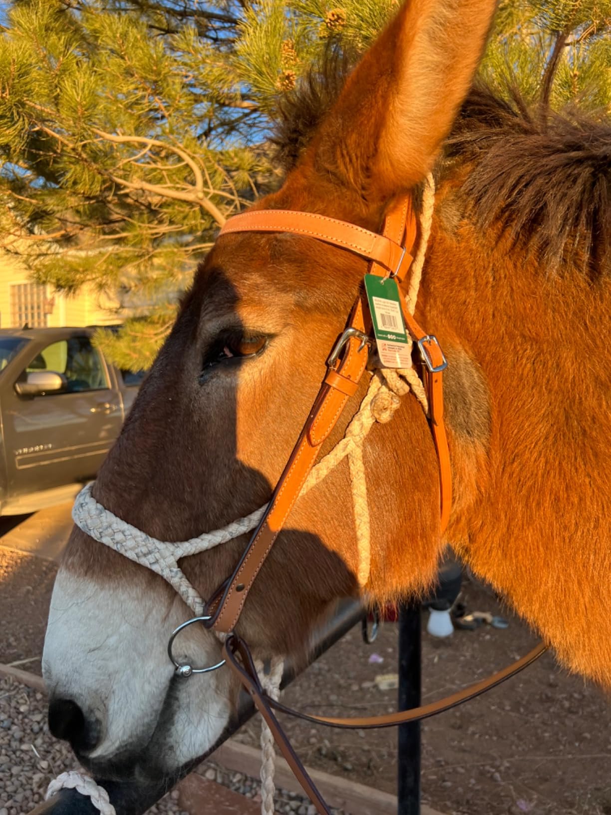 Tough 1 Western Leather Browband Draft Bridle customer photo 2