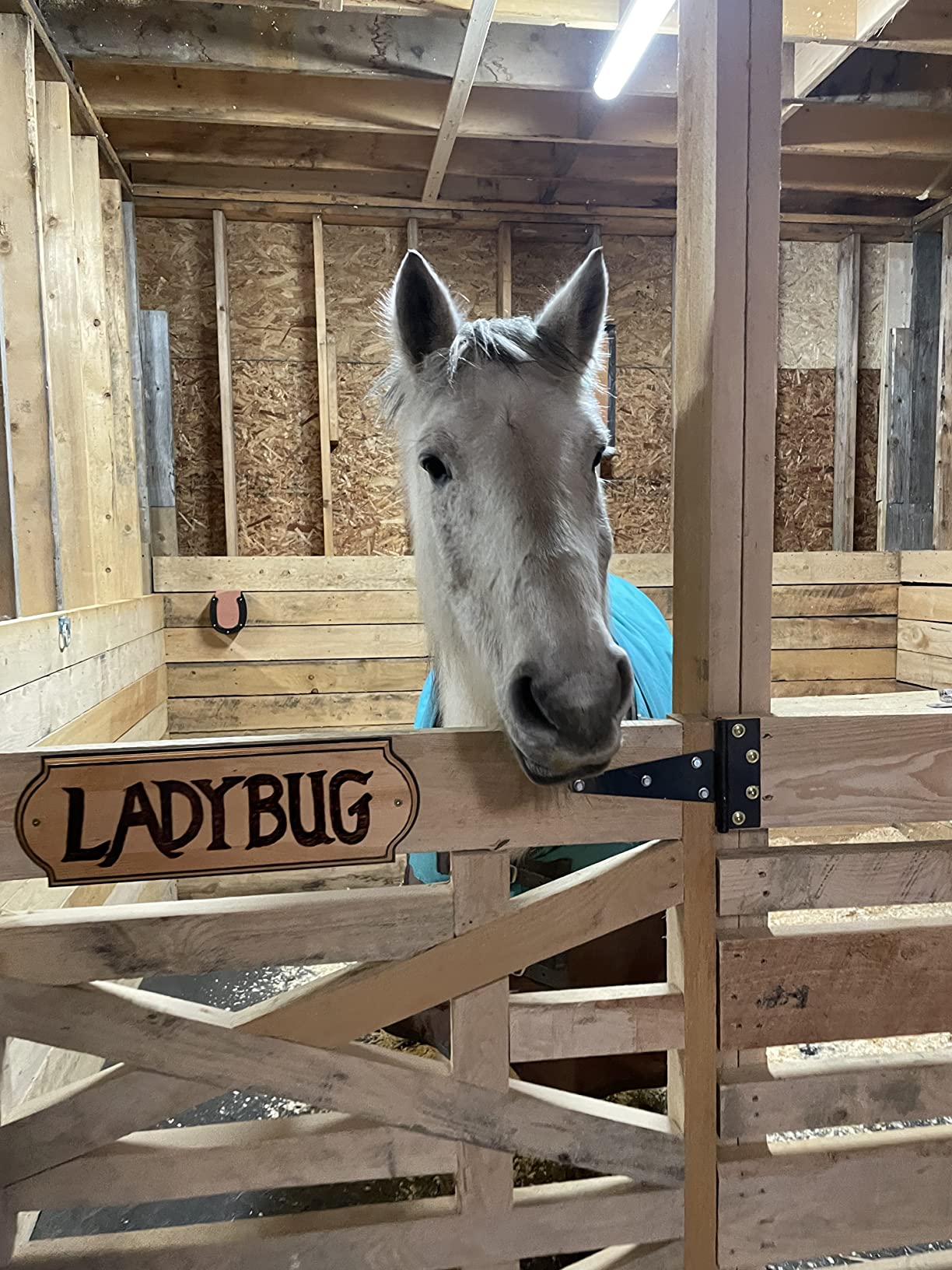 Intrepid International Horseshoe Lick Block Holder, Secure Salt Block Holders for Horses, Goats, Deer & More, for Stable and Barn Use, Salt Block Holder for Horses, Black customer photo 2