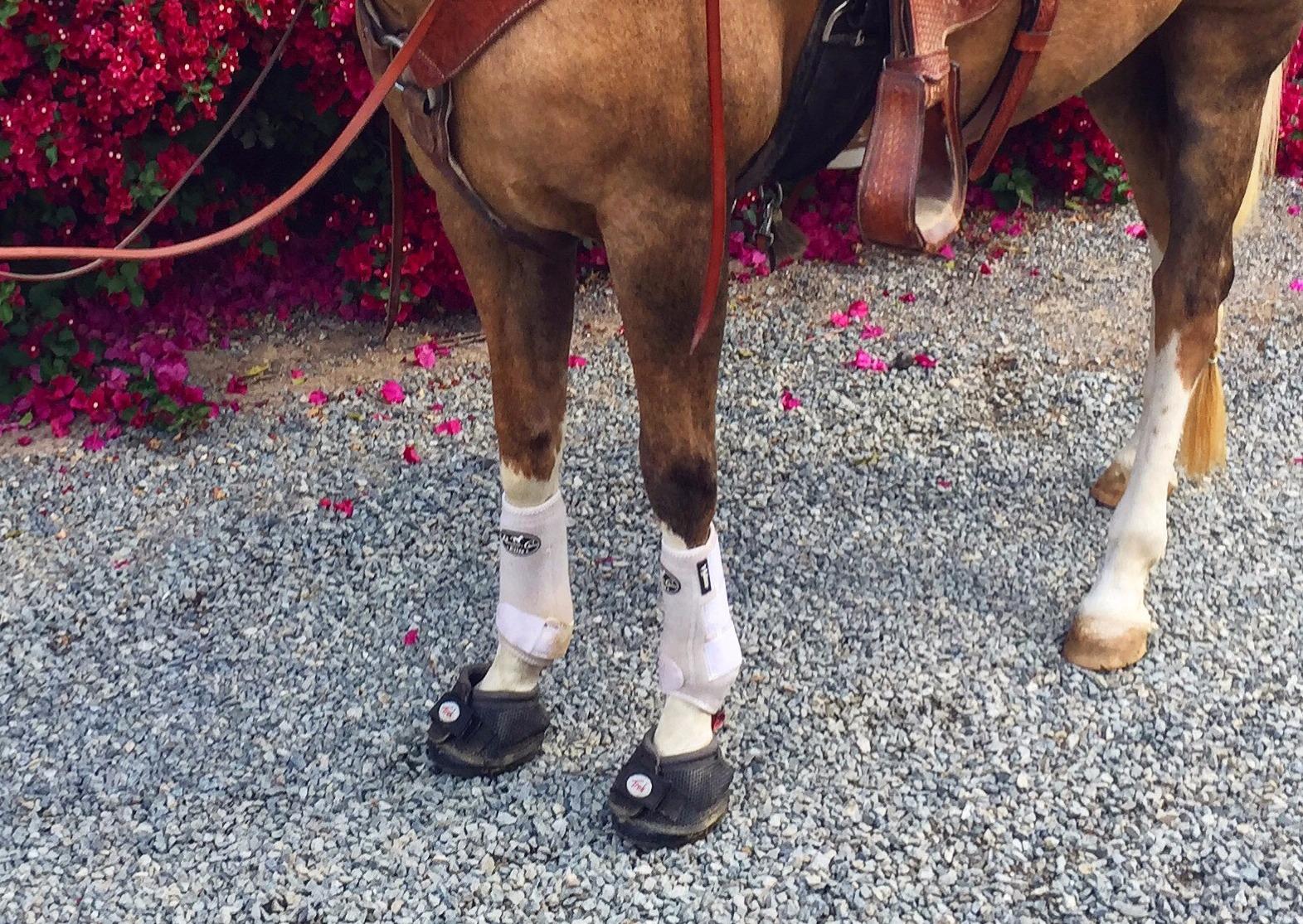 Cavallo Trek Regular Sole Hoof Boot customer photo 2