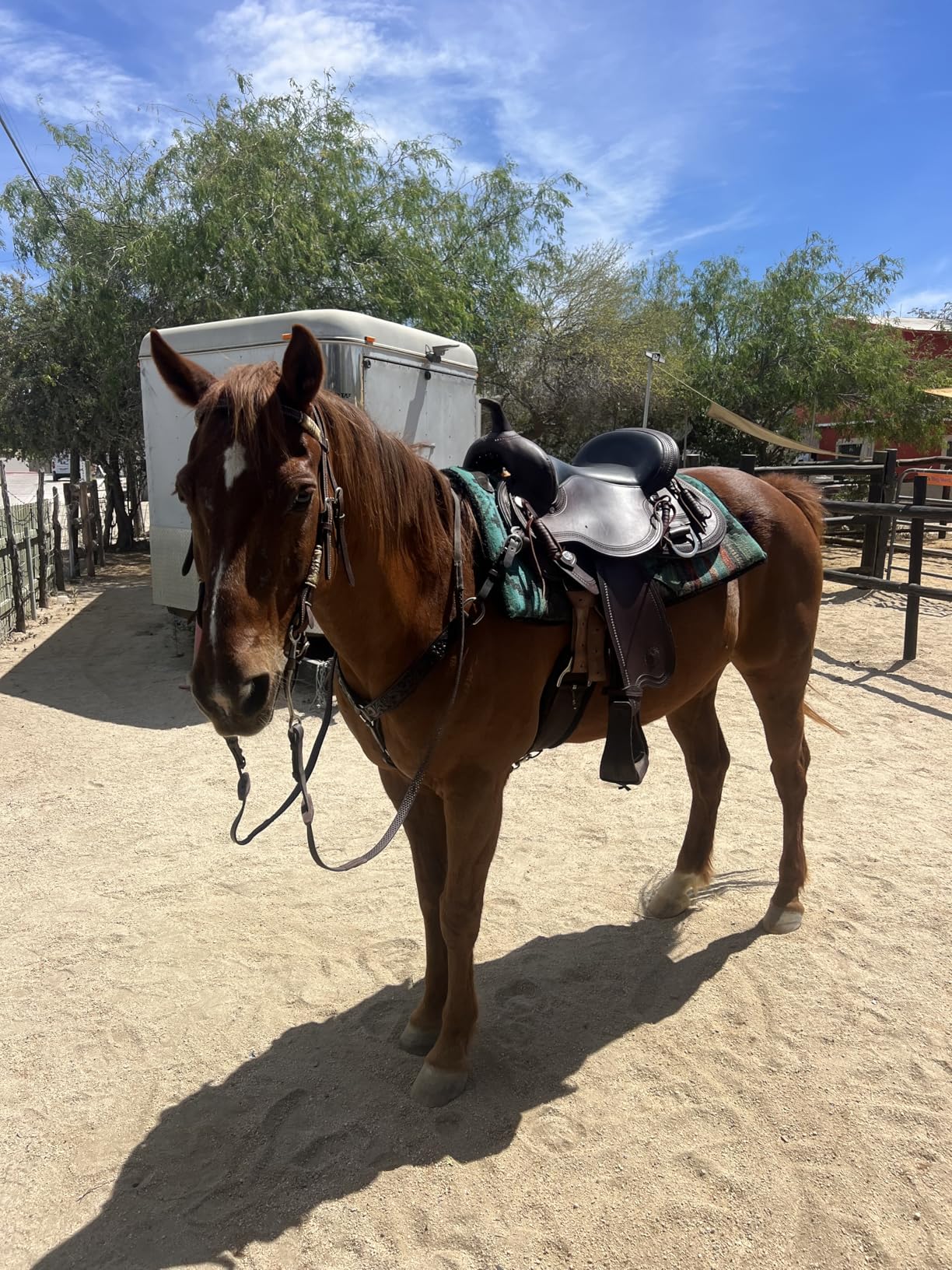 Cashel Rawhide Browband Headstall Double Trim customer photo 1